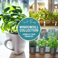 Windowsill Herb Seed Collection – 6 Culinary Herbs Southern Seeds