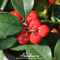 Wintergreen (Teaberry) – 20 Seeds Southern Seeds