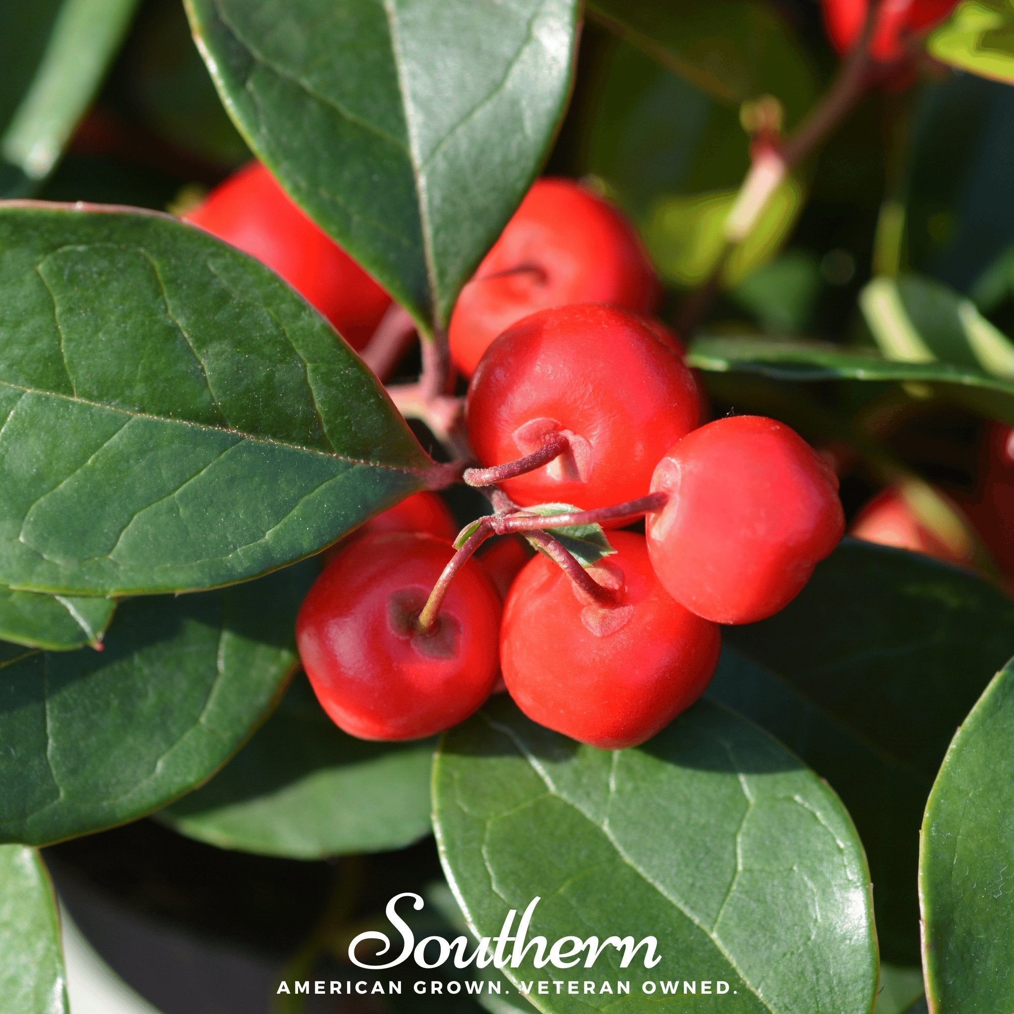 Wintergreen (Teaberry) – 20 Seeds Southern Seeds