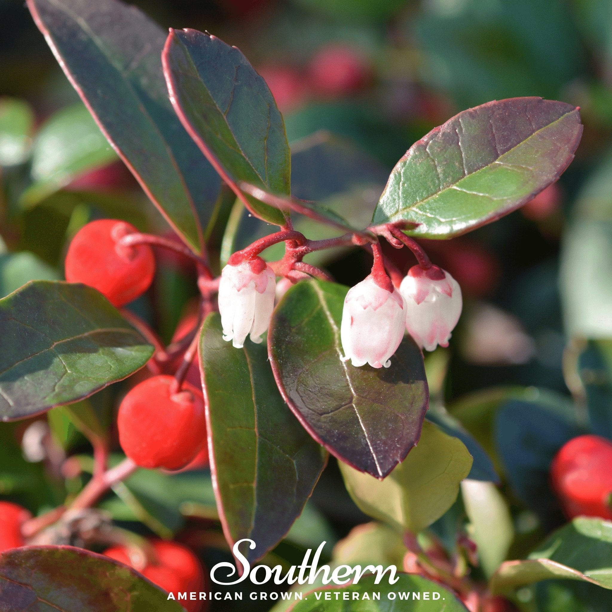 Wintergreen (Teaberry) – 20 Seeds Southern Seeds