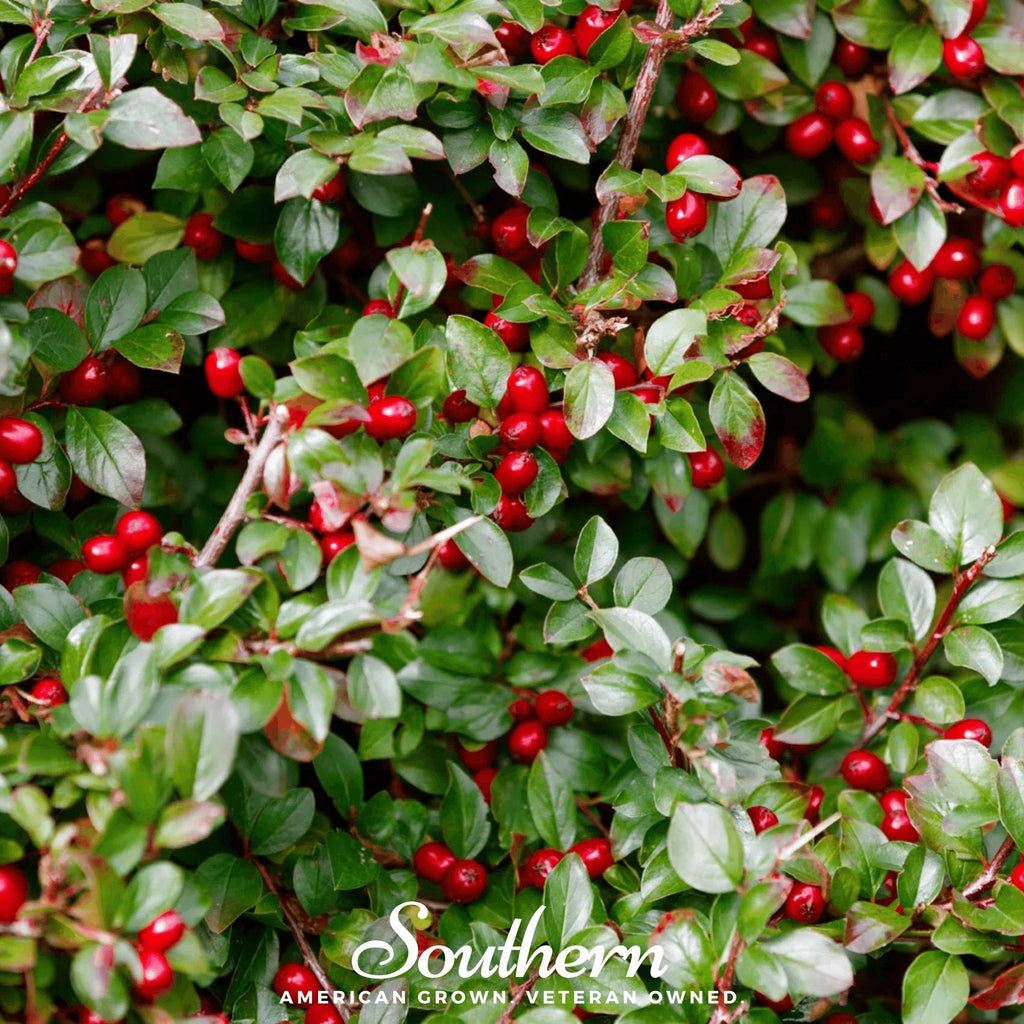 Wintergreen (Teaberry) – 20 Seeds Southern Seeds
