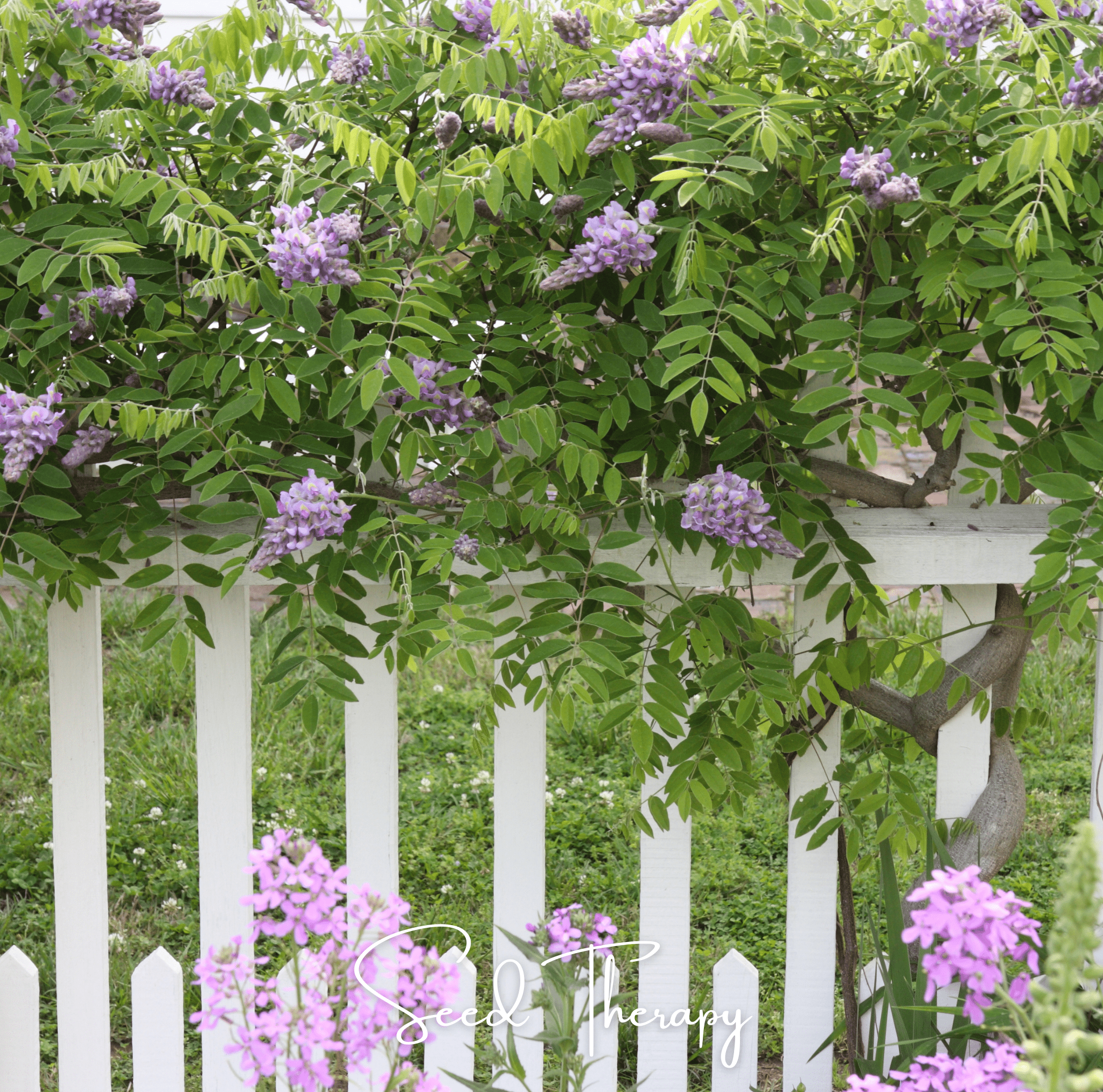 American Wisteria – 5 Seeds Southern Seeds
