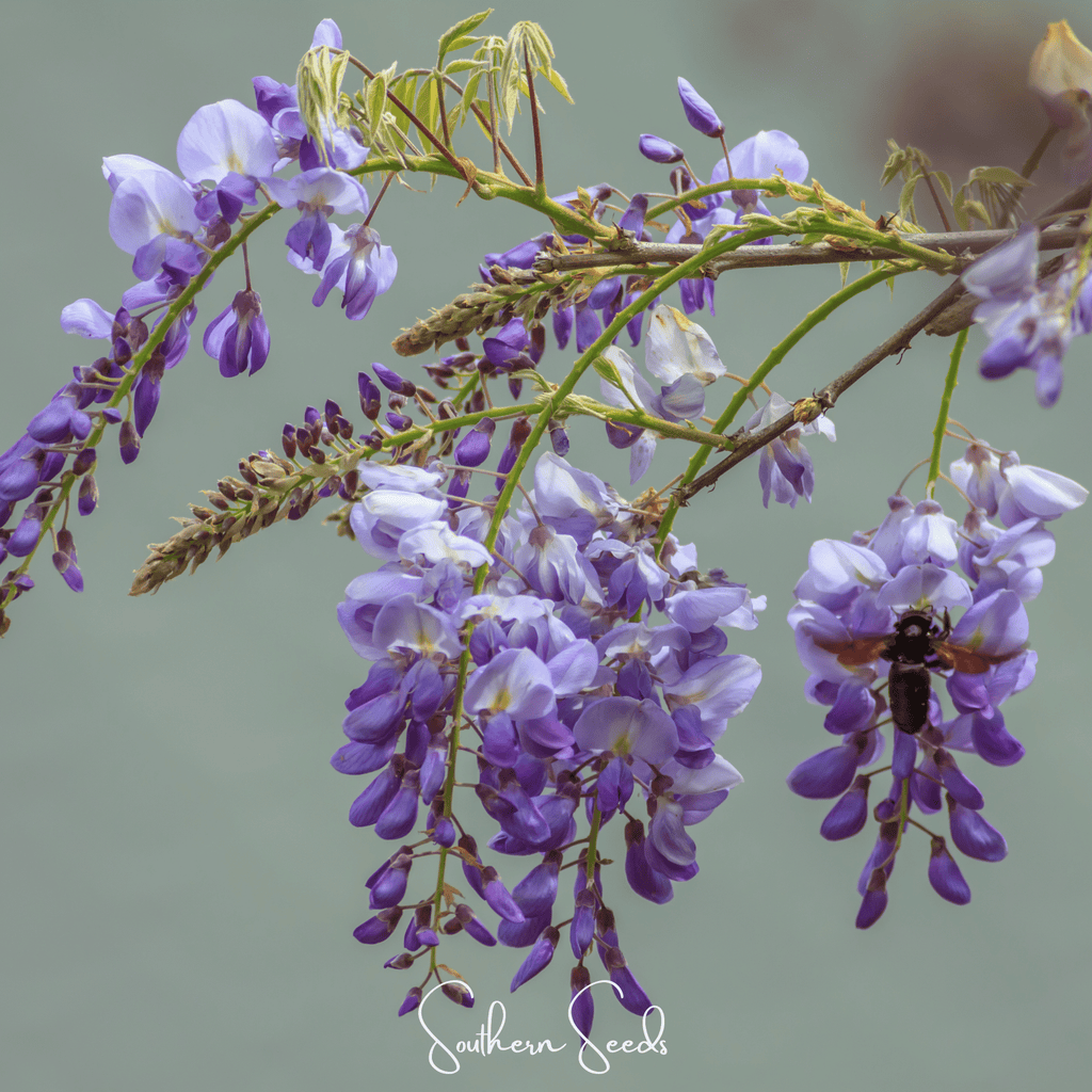 American Wisteria – 5 Seeds Southern Seeds