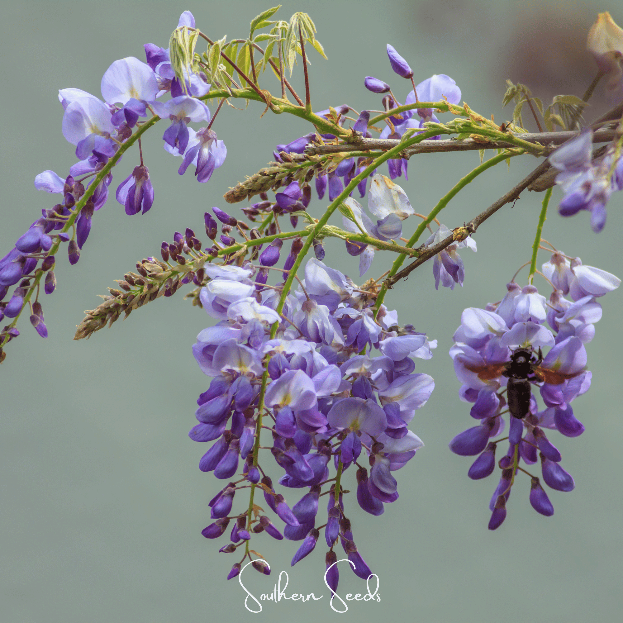 American Wisteria – 5 Seeds Southern Seeds