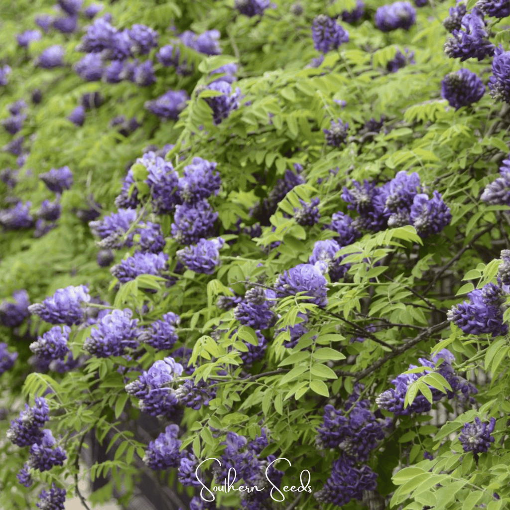 American Wisteria – 5 Seeds Southern Seeds
