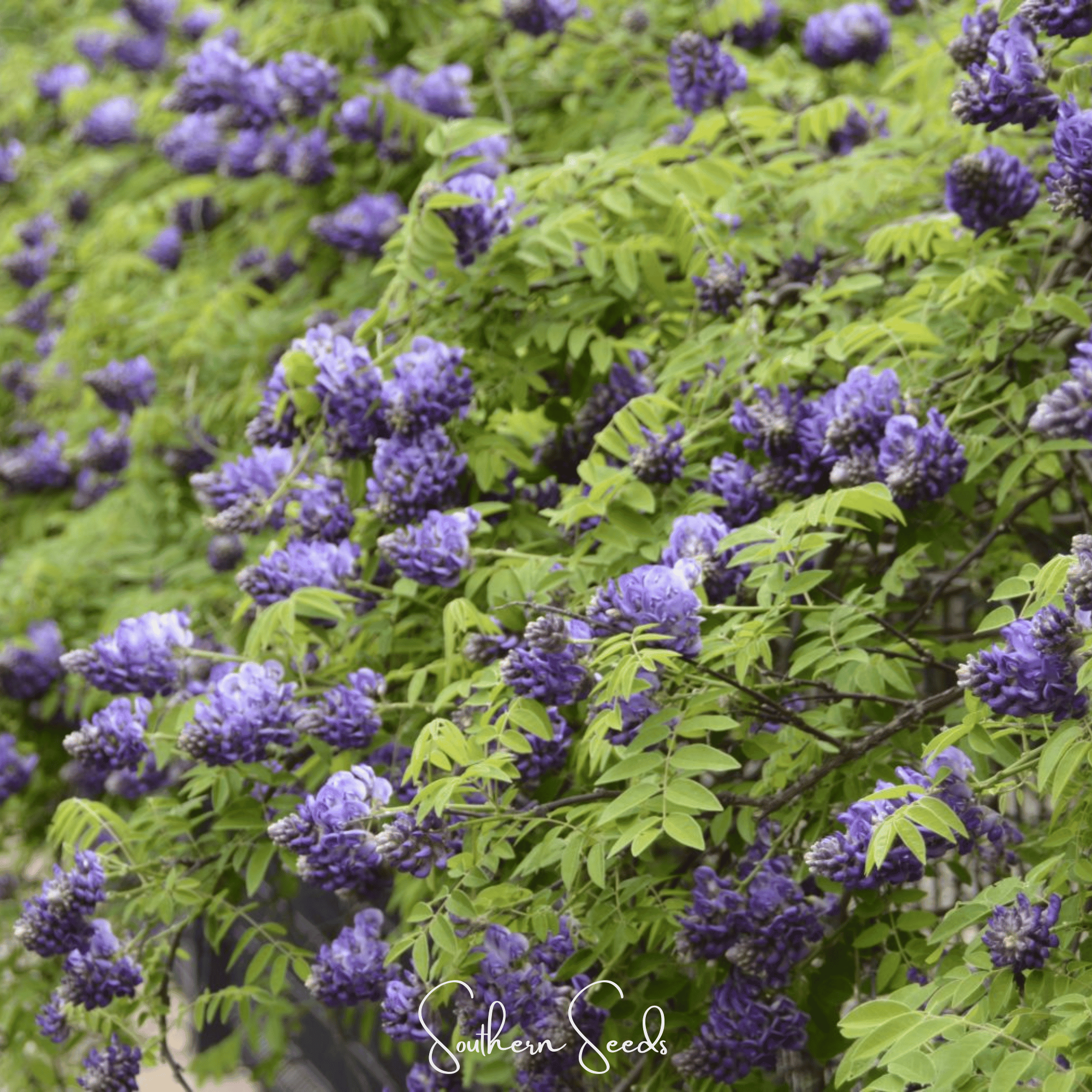 American Wisteria – 5 Seeds Southern Seeds