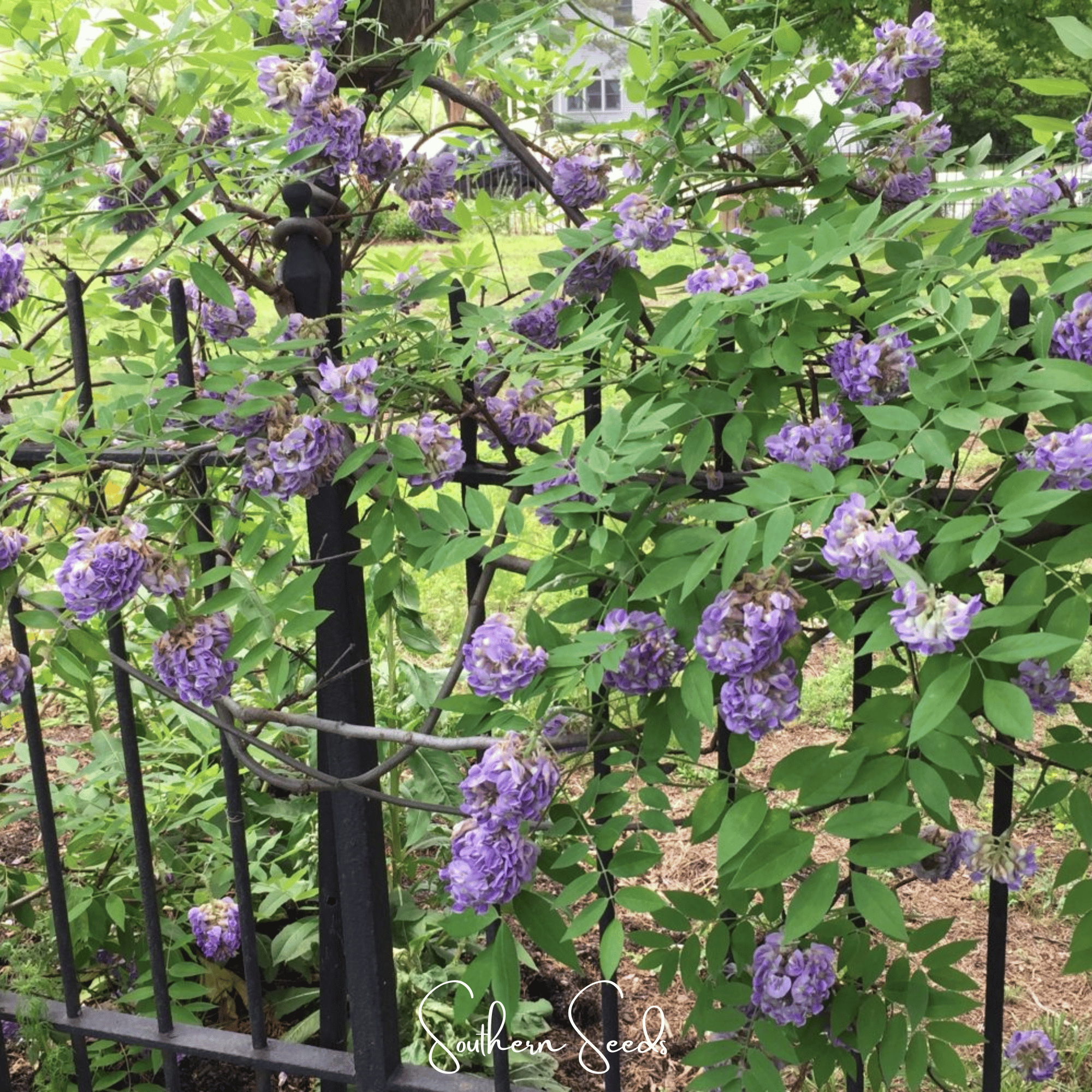 American Wisteria – 5 Seeds Southern Seeds