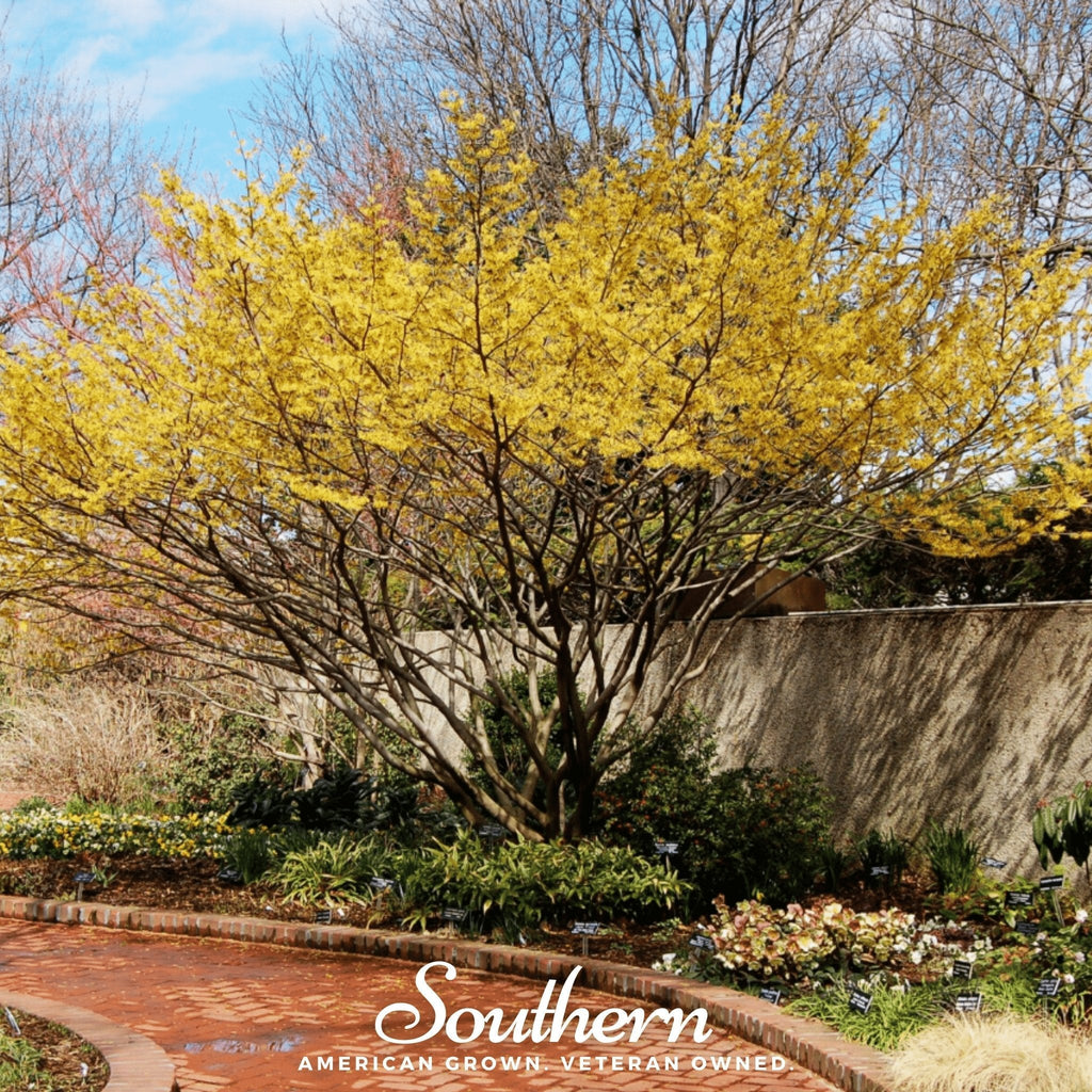 Witch Hazel – 5 Seeds Southern Seeds
