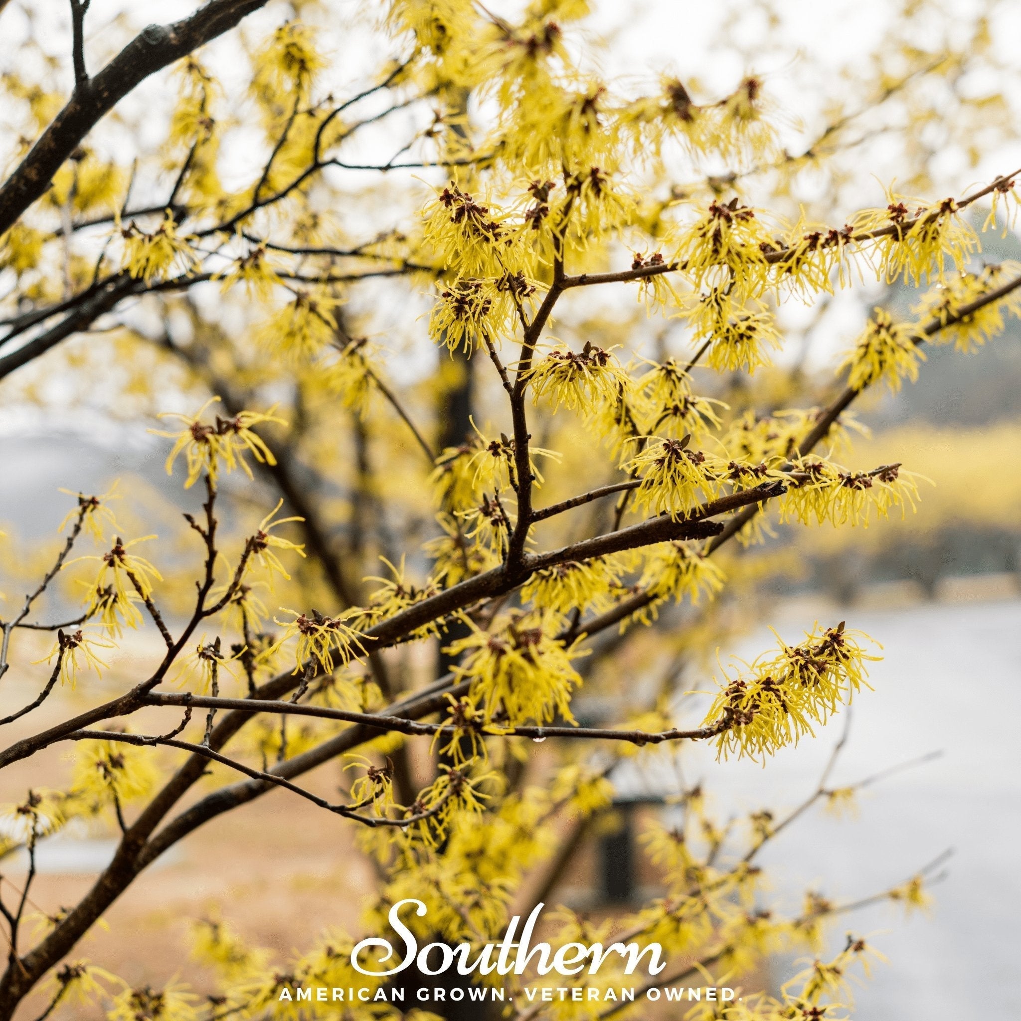 Witch Hazel – 5 Seeds Southern Seeds