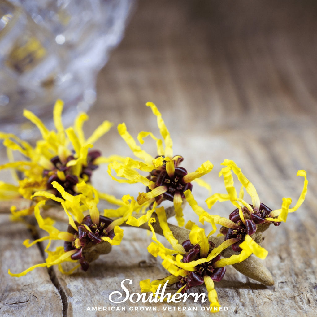 Witch Hazel – 5 Seeds Southern Seeds