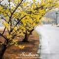 Witch Hazel – 5 Seeds Southern Seeds