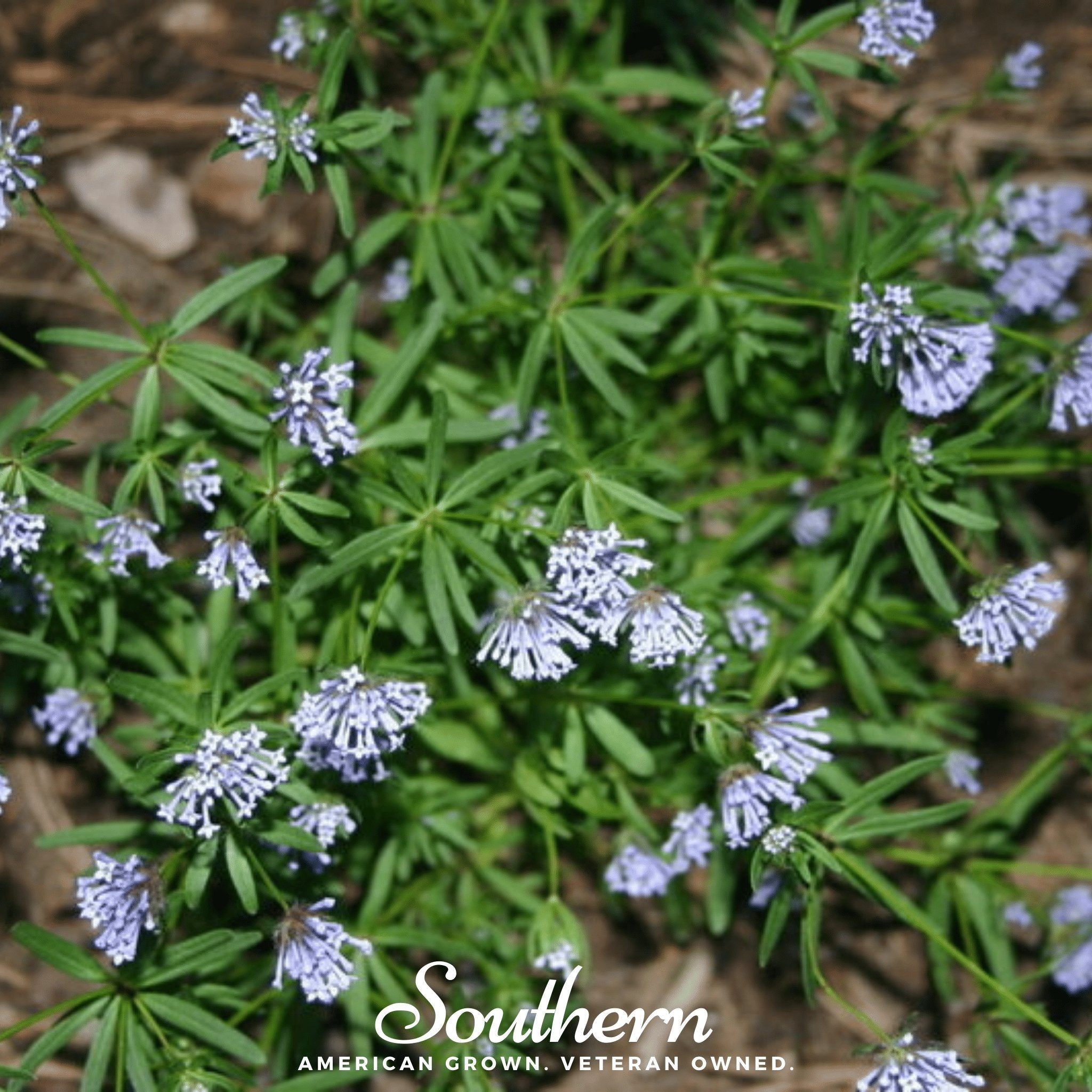 Blue Woodruff – 50 Seeds Southern Seeds