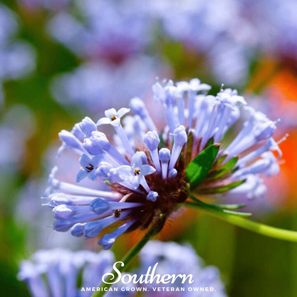 Blue Woodruff – 50 Seeds Southern Seeds