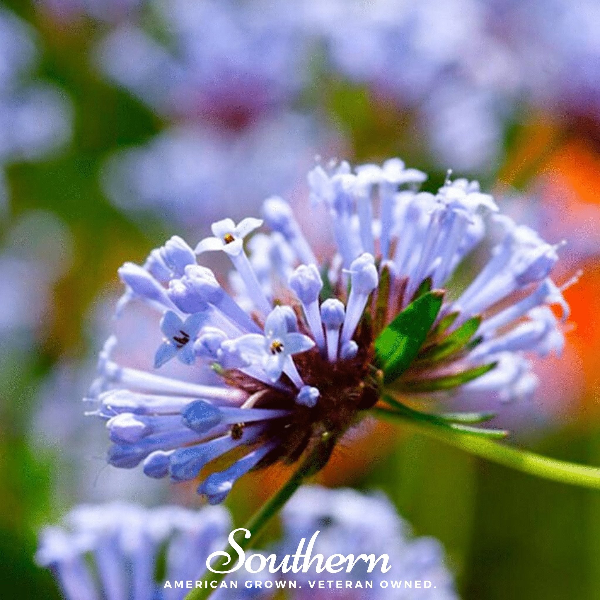 Blue Woodruff – 50 Seeds Southern Seeds
