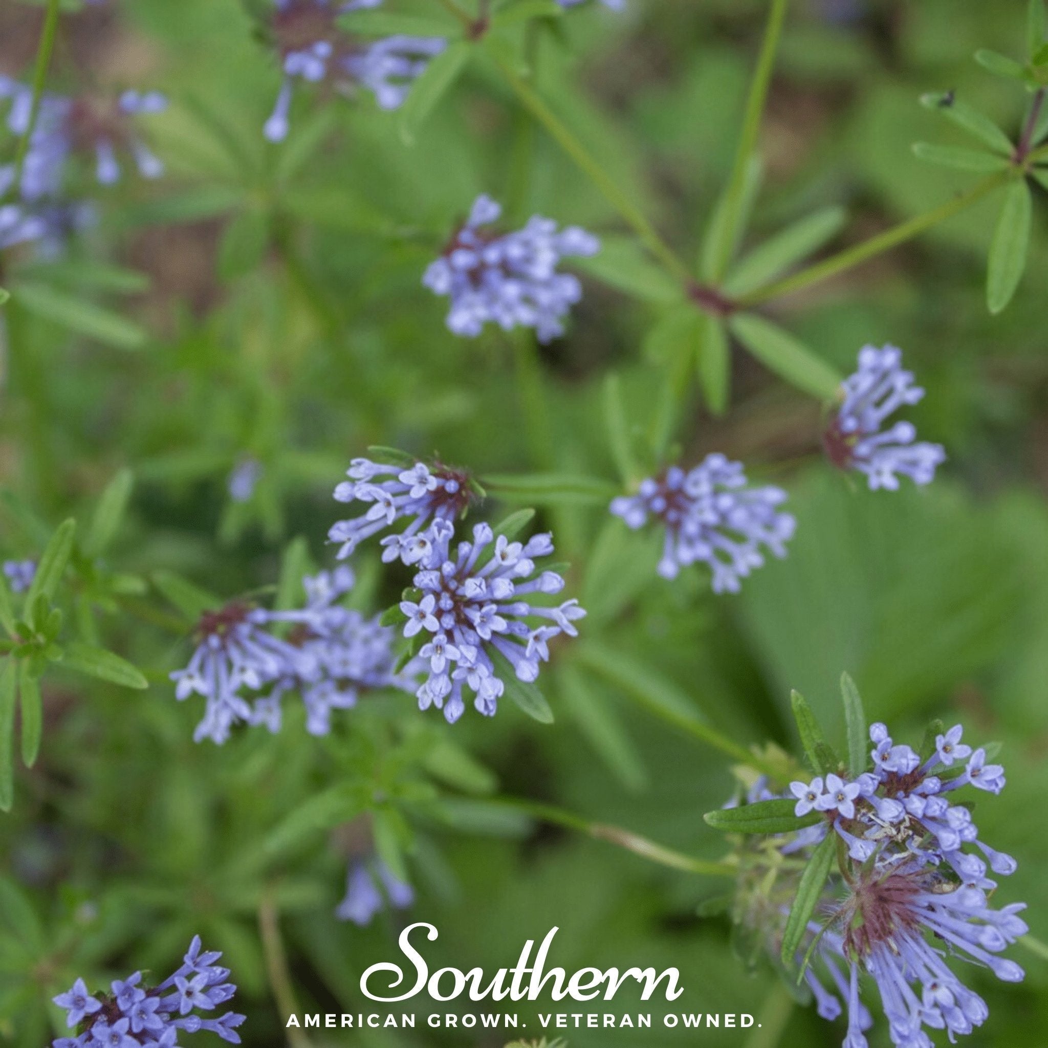 Blue Woodruff – 50 Seeds Southern Seeds