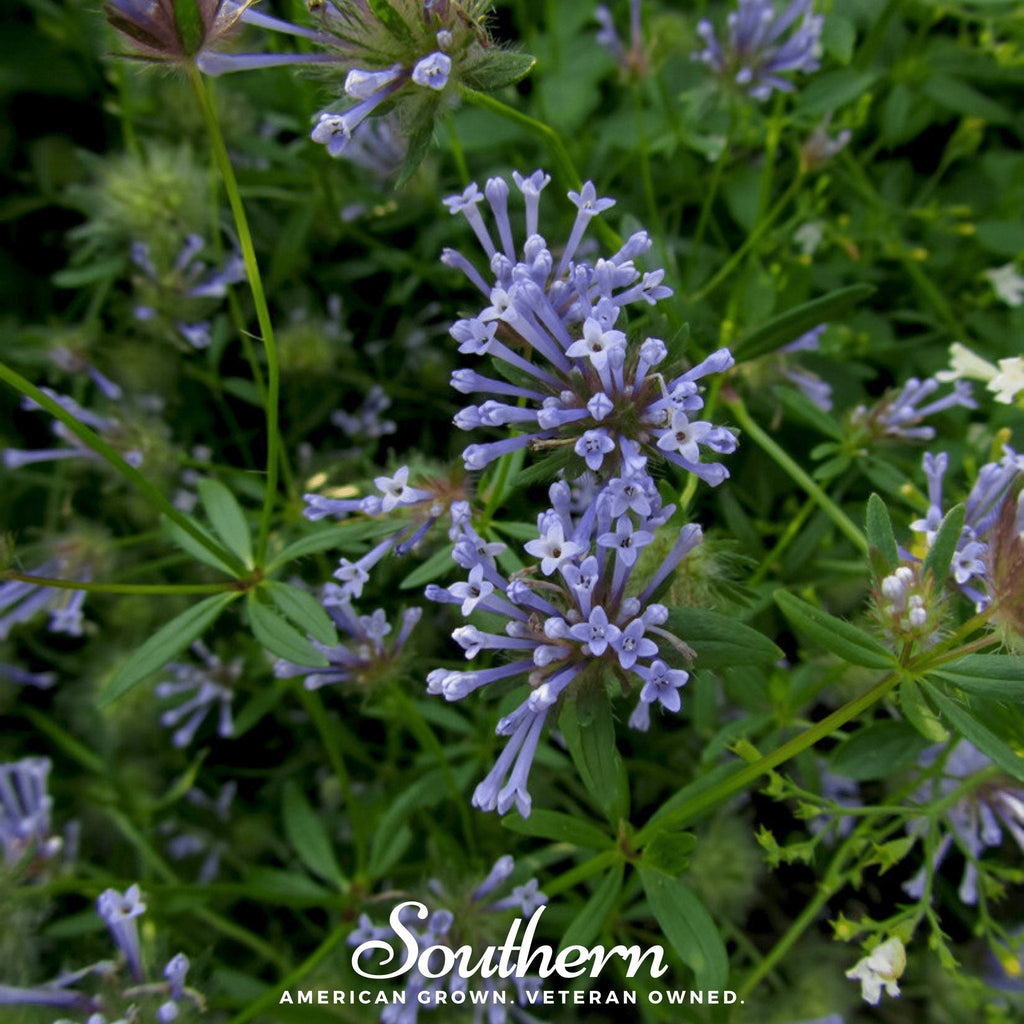 Blue Woodruff – 50 Seeds Southern Seeds