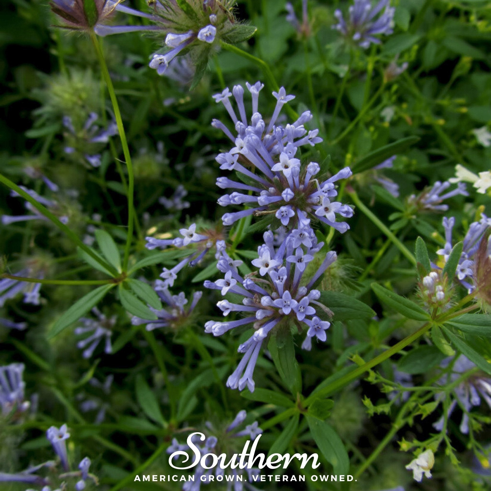 Blue Woodruff – 50 Seeds Southern Seeds