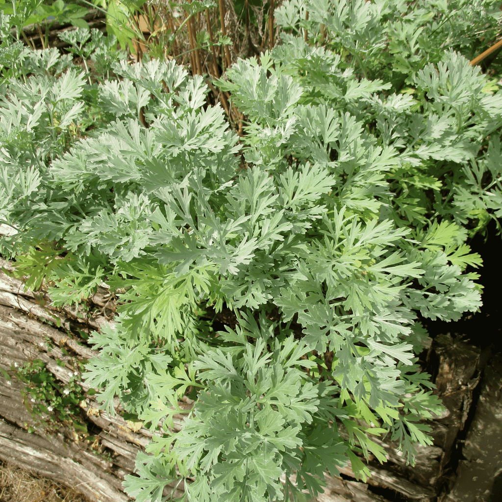 Wormwood – 200 Seeds Southern Seeds