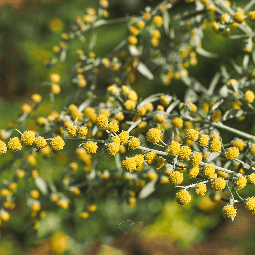 Wormwood – 200 Seeds Southern Seeds