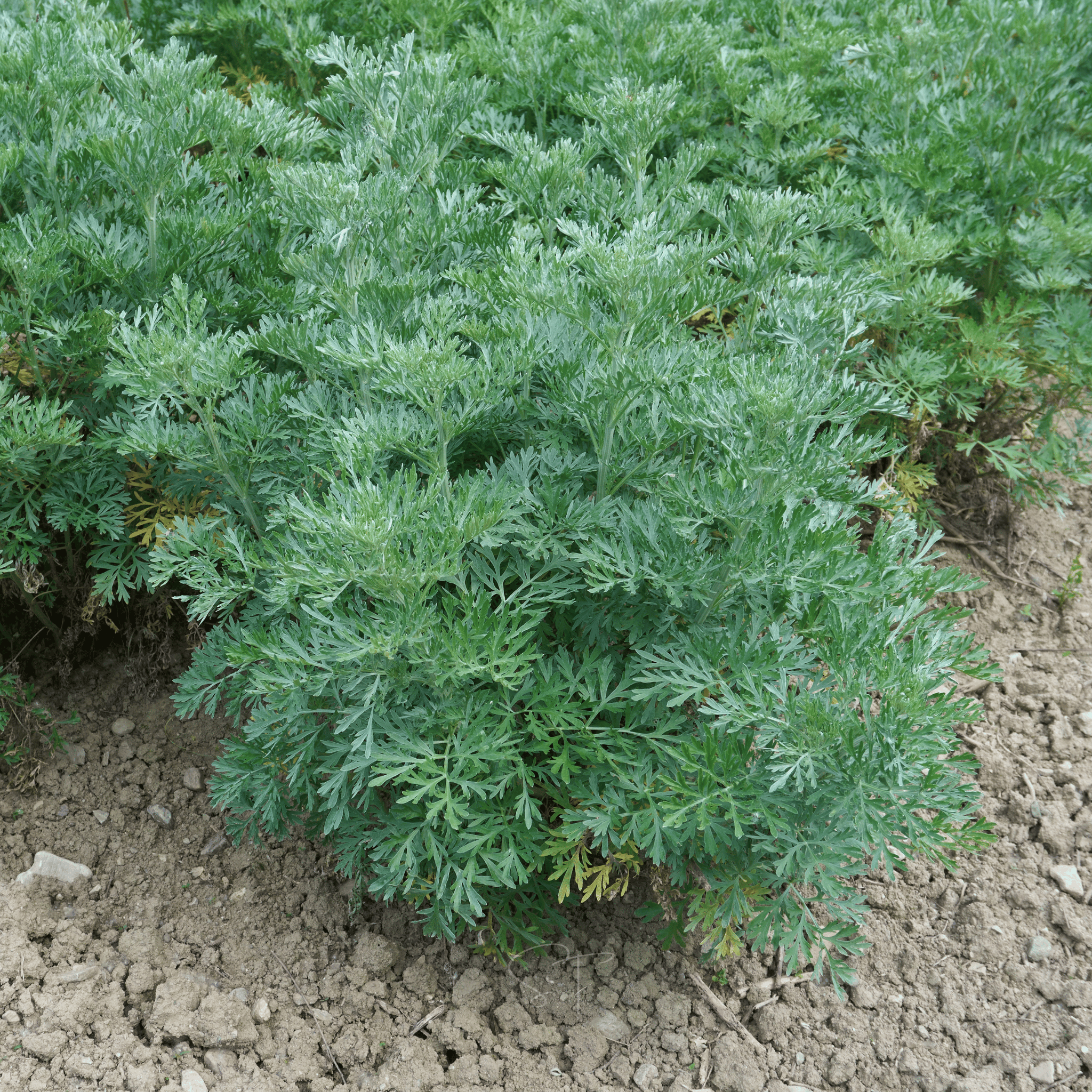 Wormwood – 200 Seeds Southern Seeds