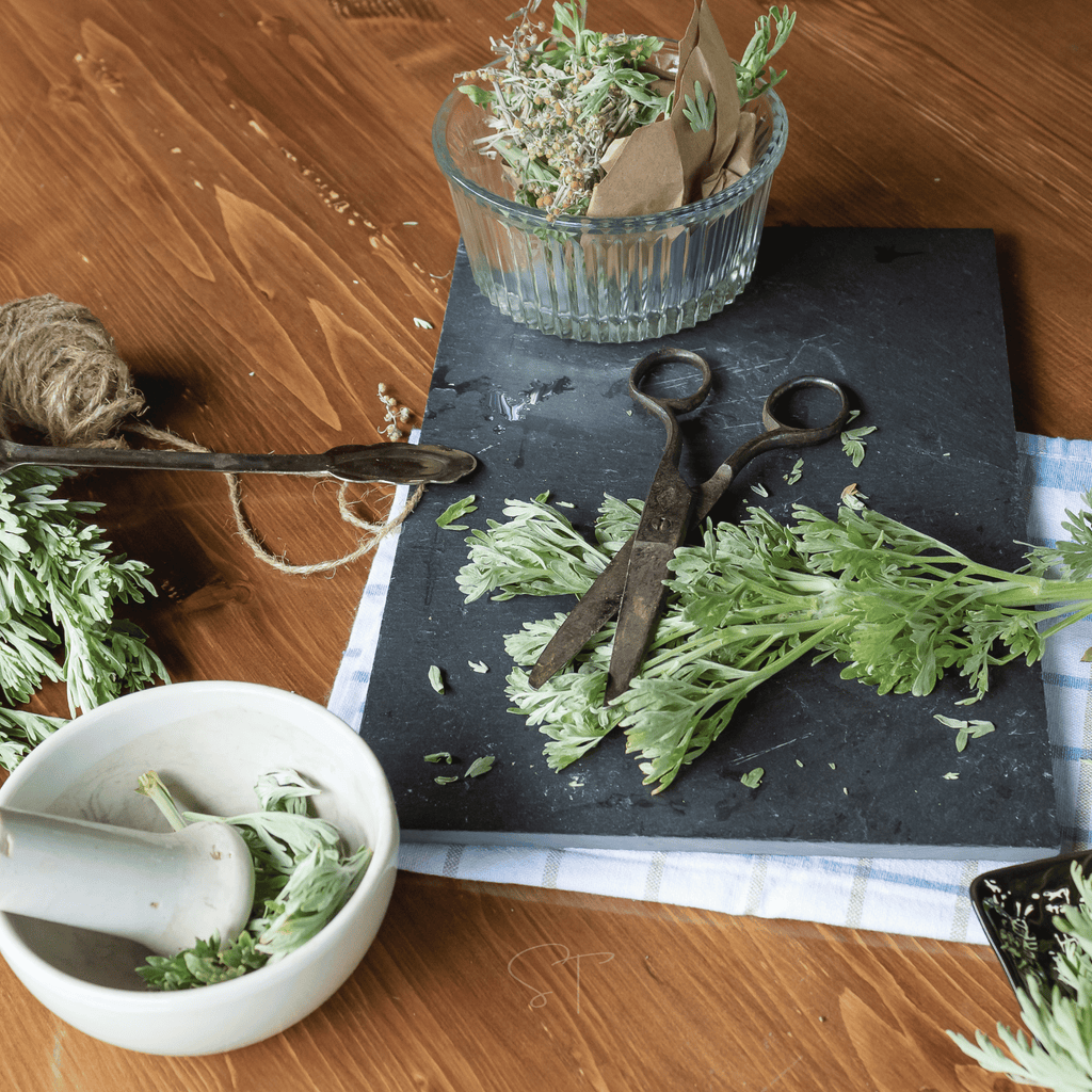 Wormwood – 200 Seeds Southern Seeds