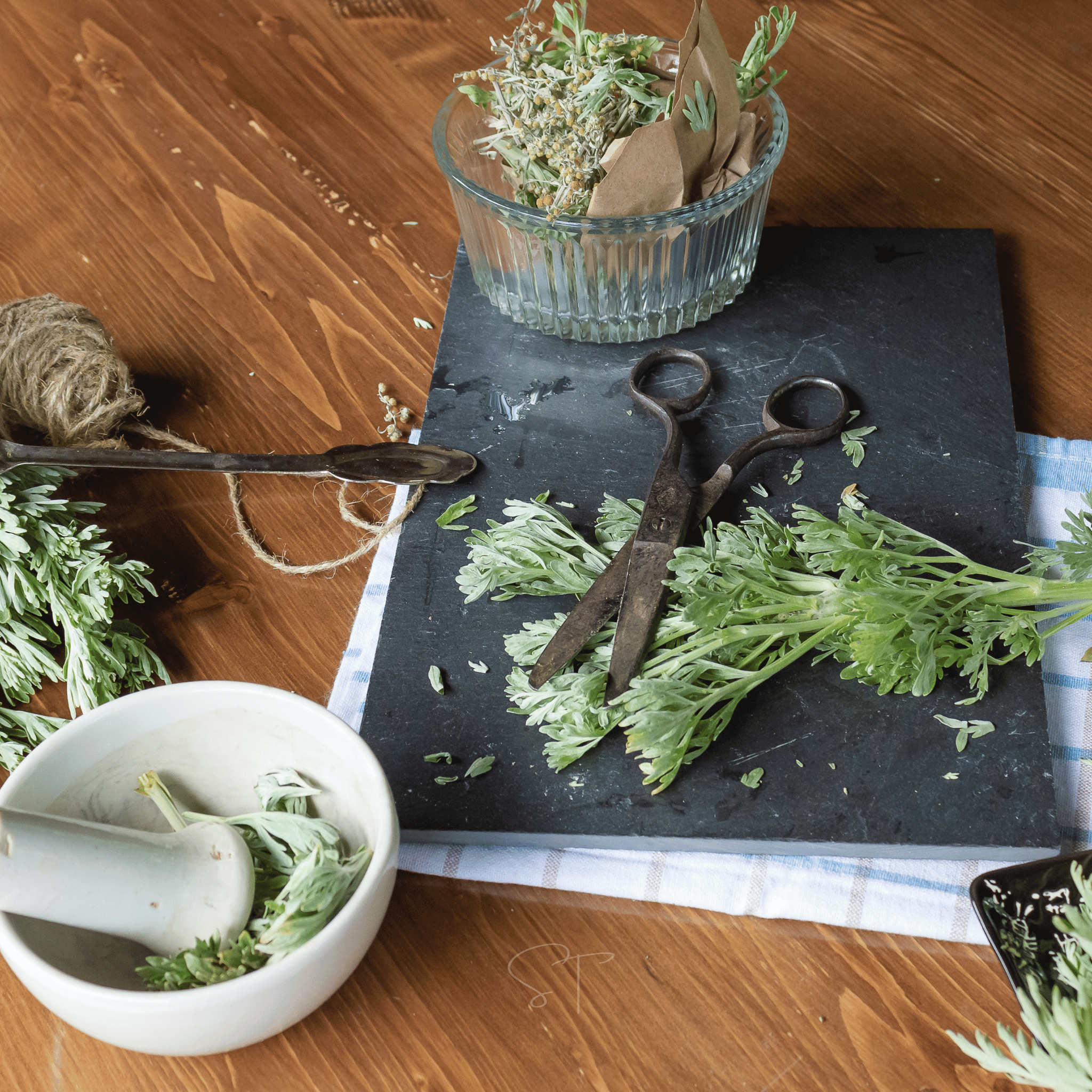 Wormwood – 200 Seeds Southern Seeds