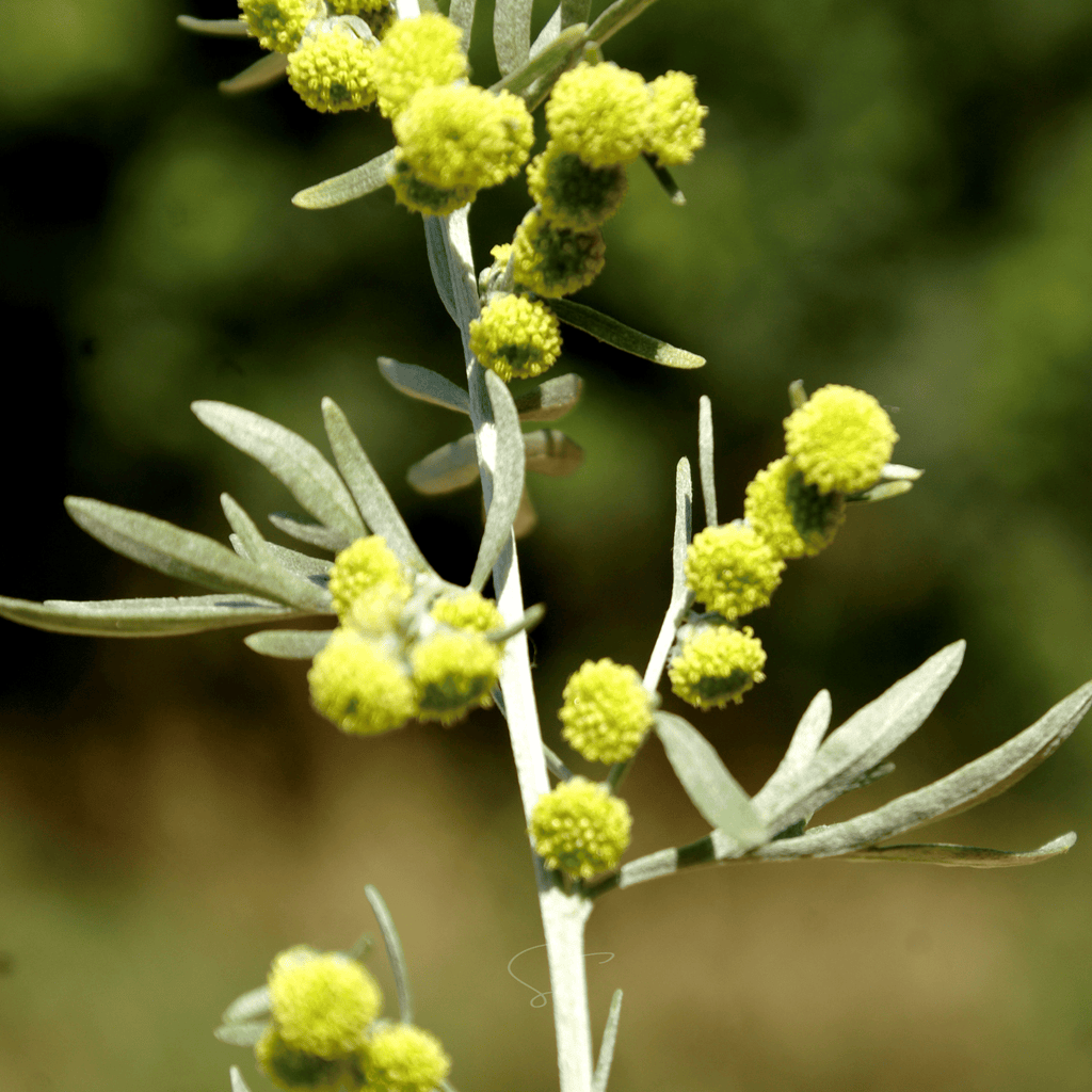 Wormwood – 200 Seeds Southern Seeds