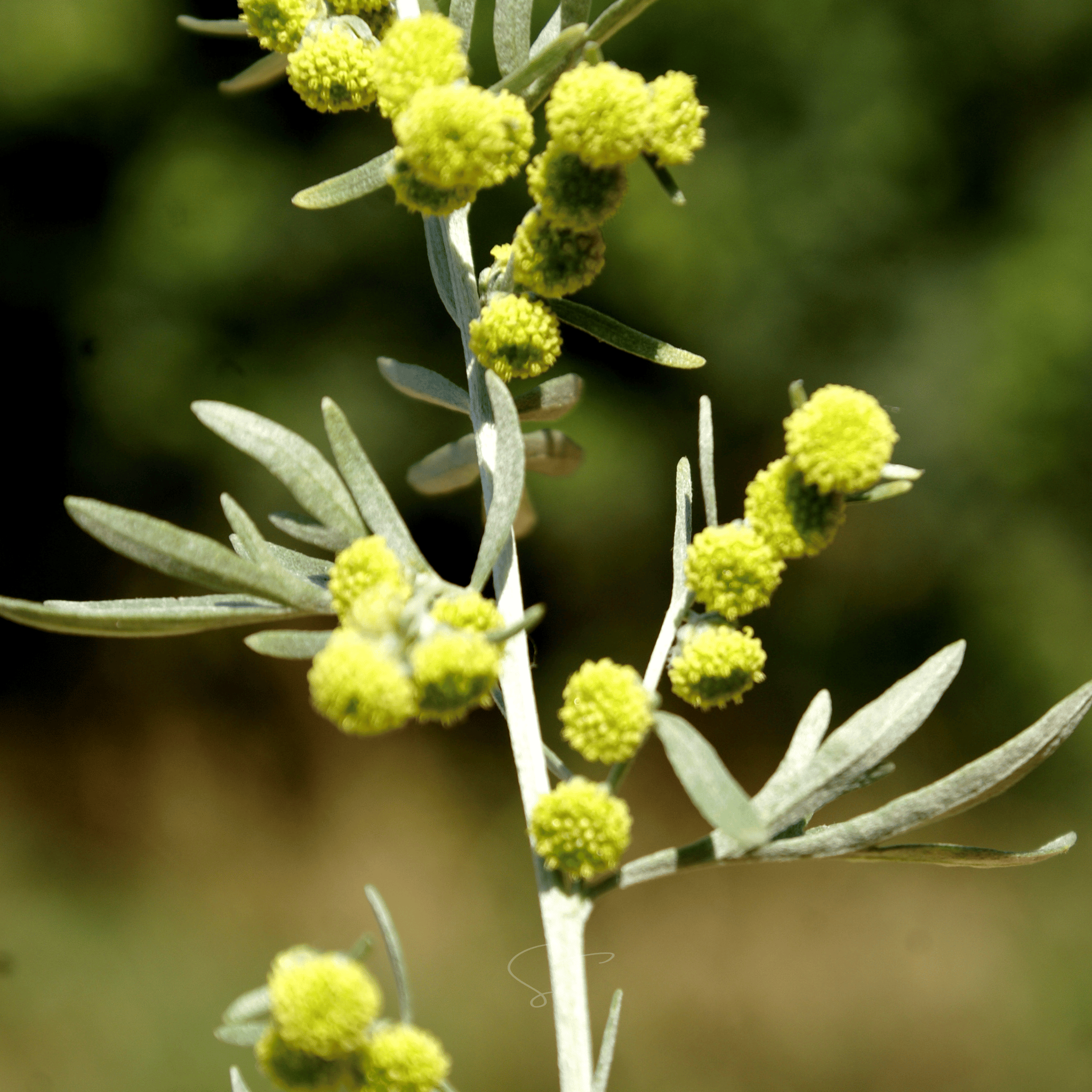 Wormwood – 200 Seeds Southern Seeds