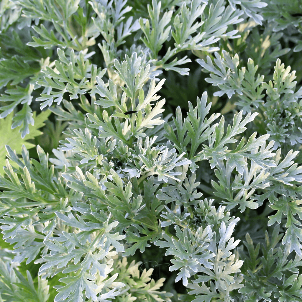 Wormwood – 200 Seeds Southern Seeds