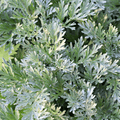 Wormwood – 200 Seeds Southern Seeds