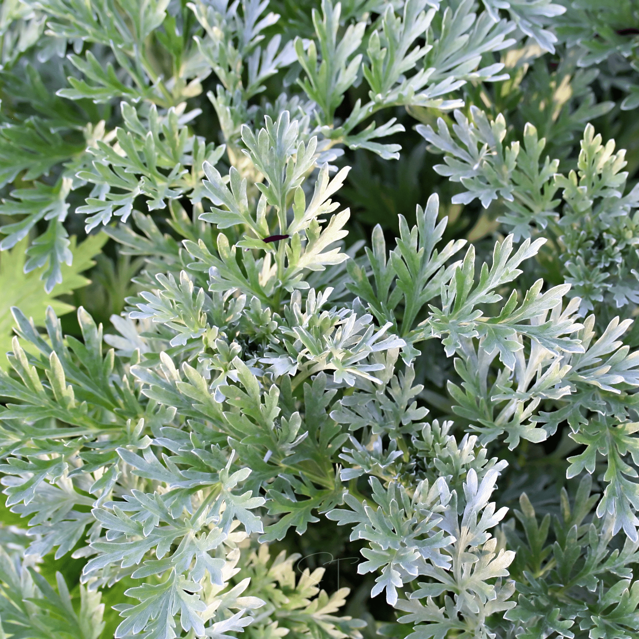 Wormwood – 200 Seeds Southern Seeds