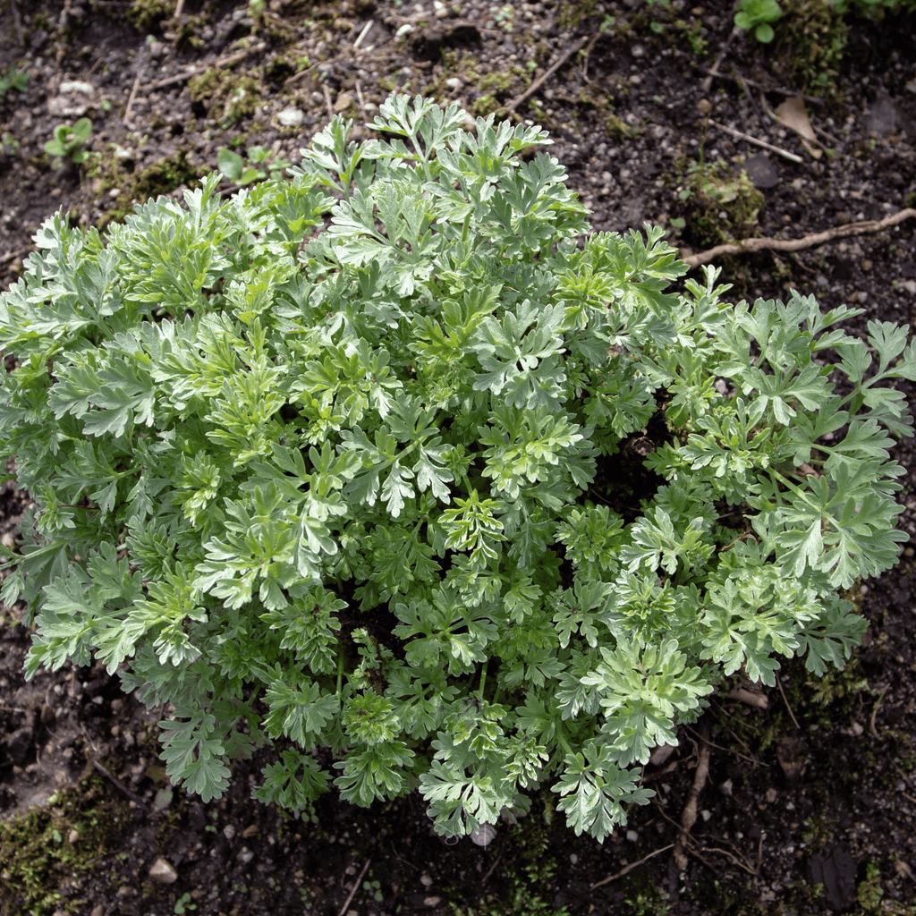 Wormwood – 200 Seeds Southern Seeds