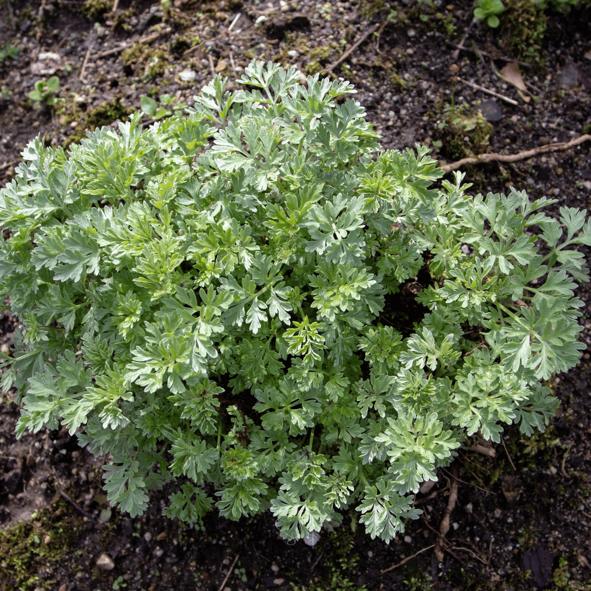 Wormwood – 200 Seeds Southern Seeds