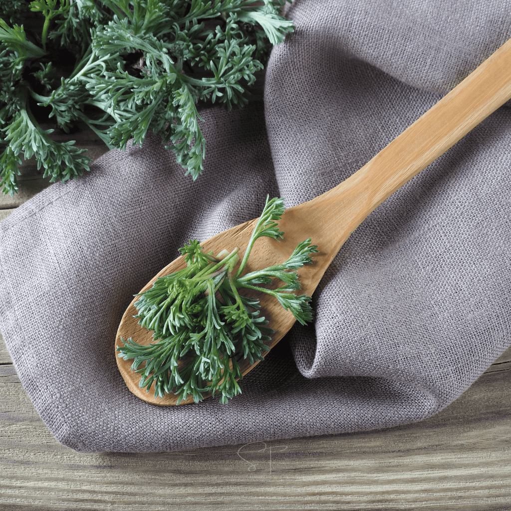Wormwood – 200 Seeds Southern Seeds