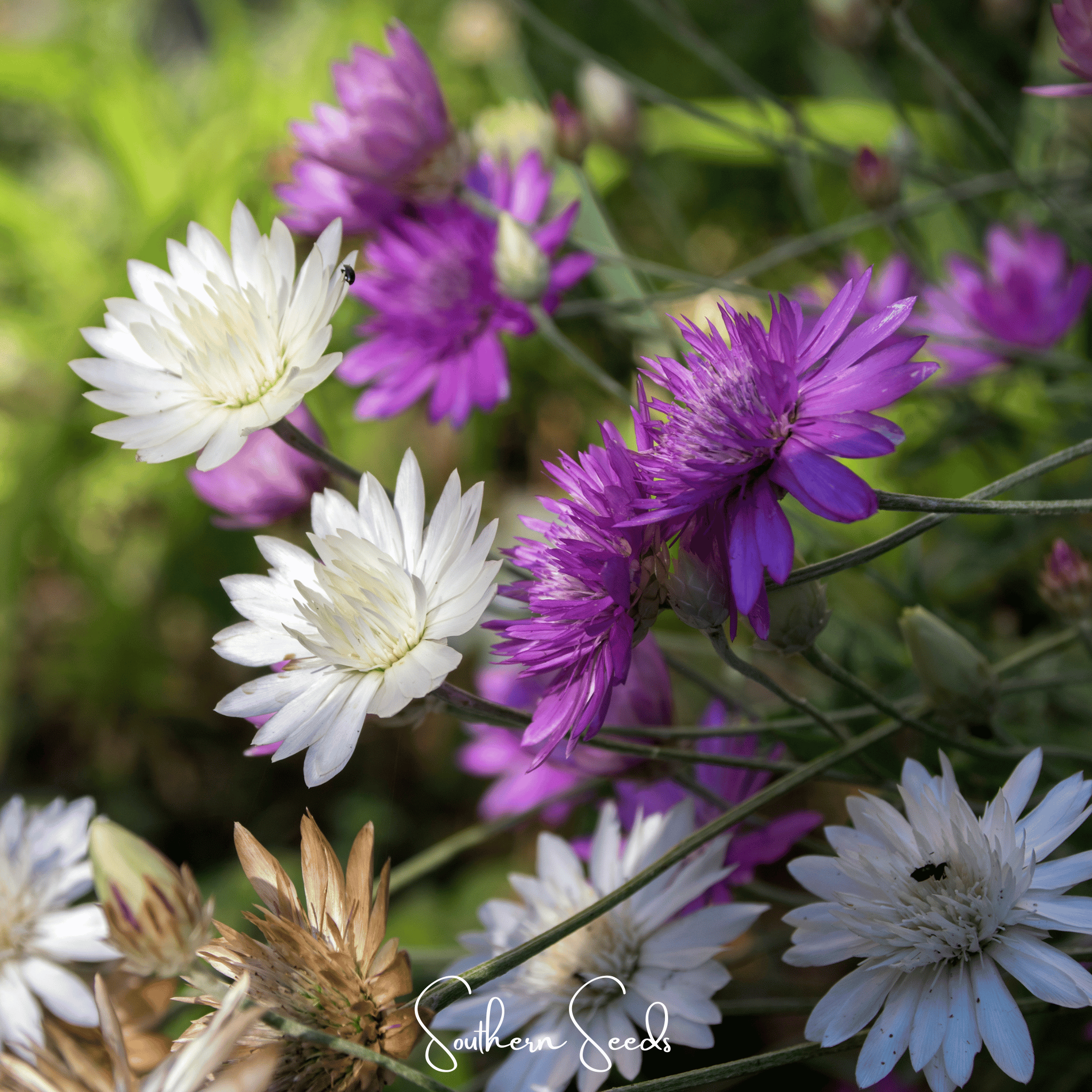 Immortelle Mix Xeranthemum – 100 Seeds Southern Seeds