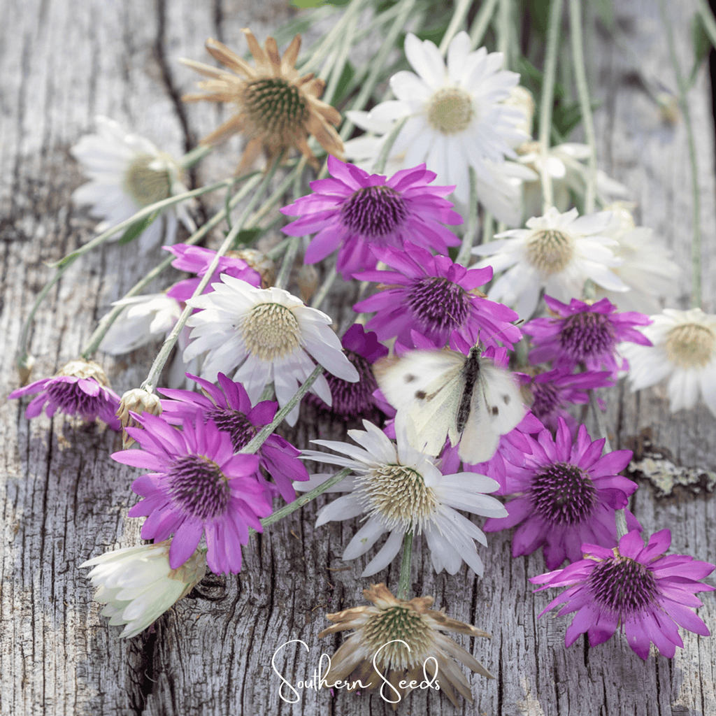 Immortelle Mix Xeranthemum – 100 Seeds Southern Seeds