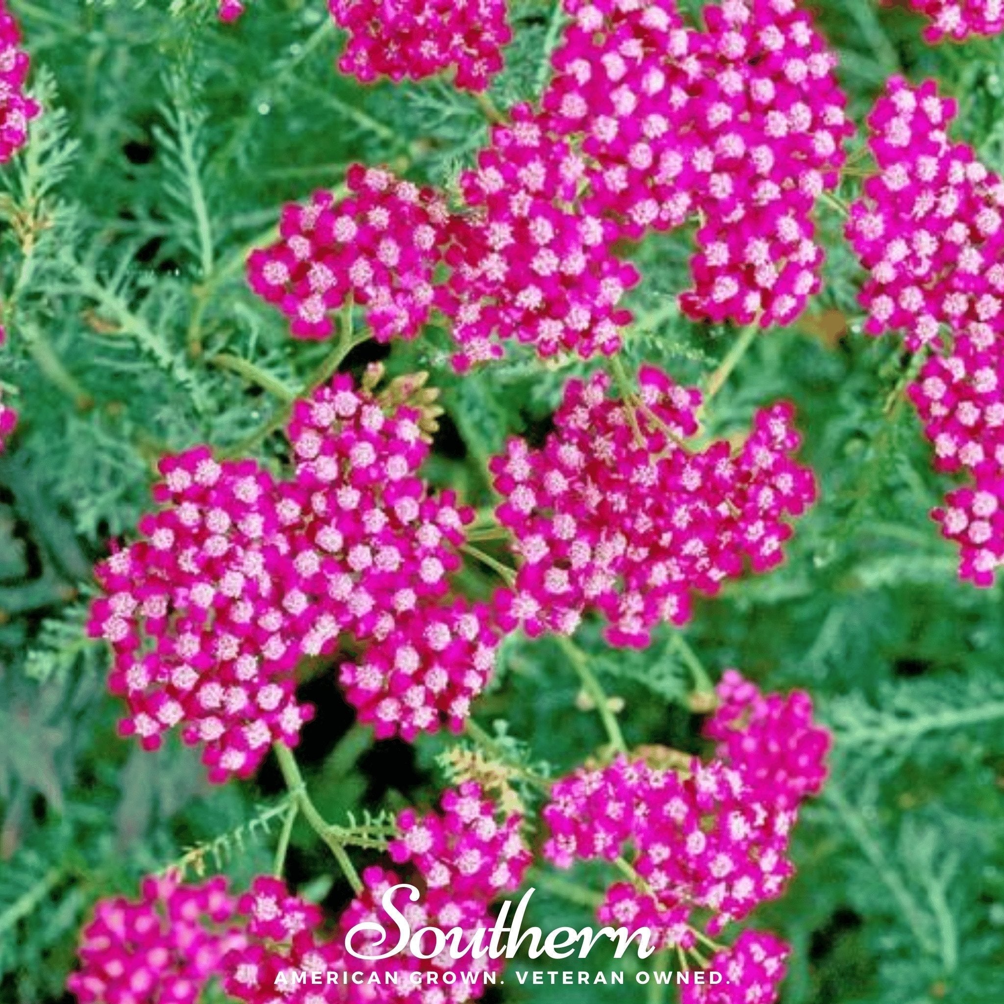 Cerise Queen Yarrow – 50 Seeds Southern Seeds
