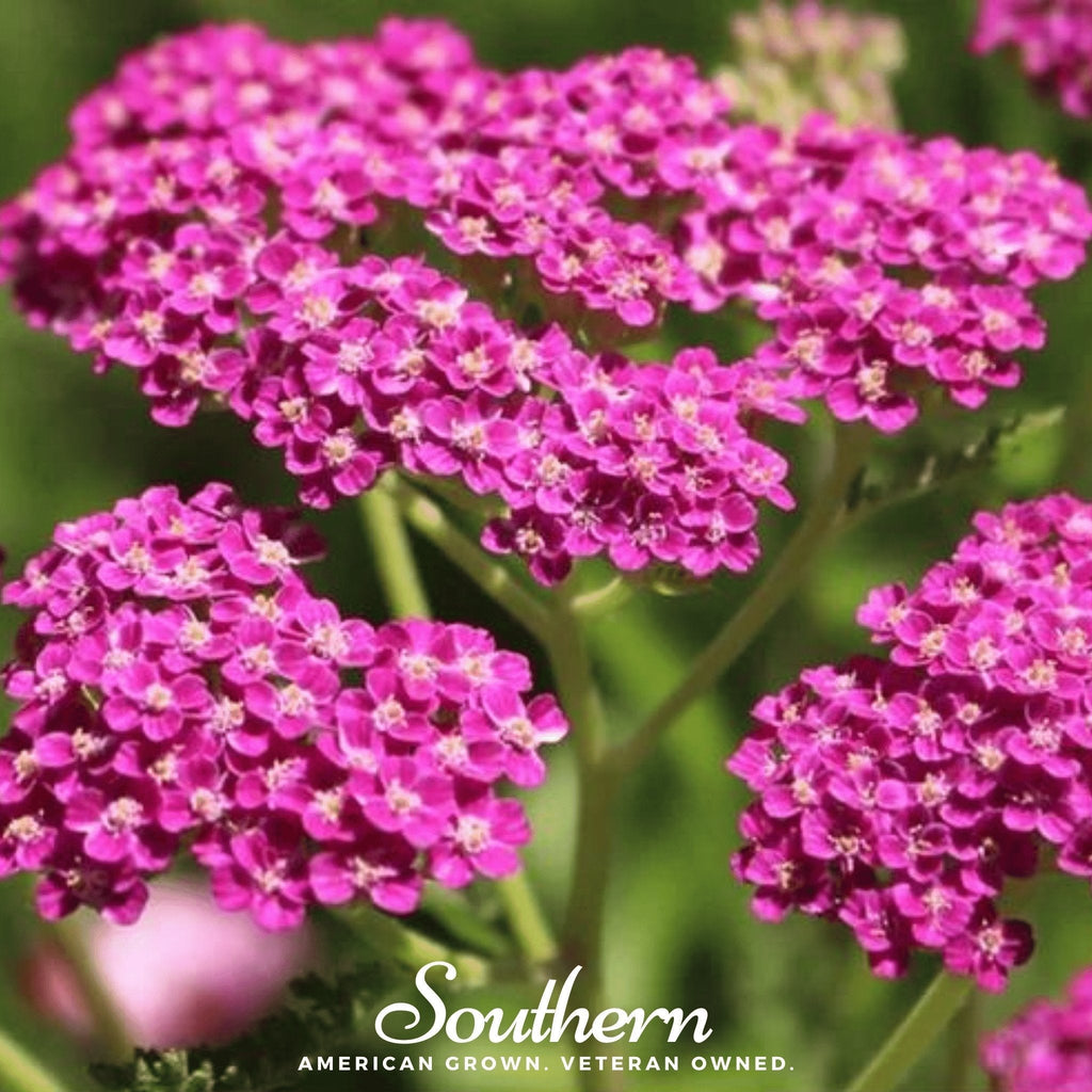 Cerise Queen Yarrow – 50 Seeds Southern Seeds