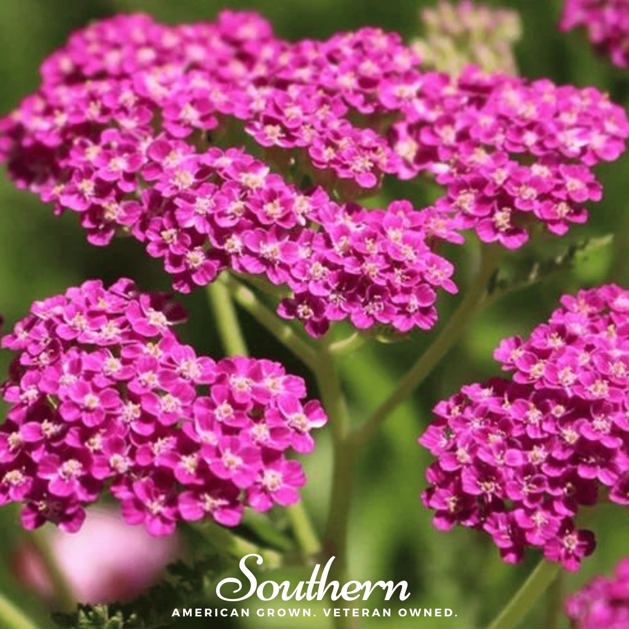 Cerise Queen Yarrow – 50 Seeds Southern Seeds