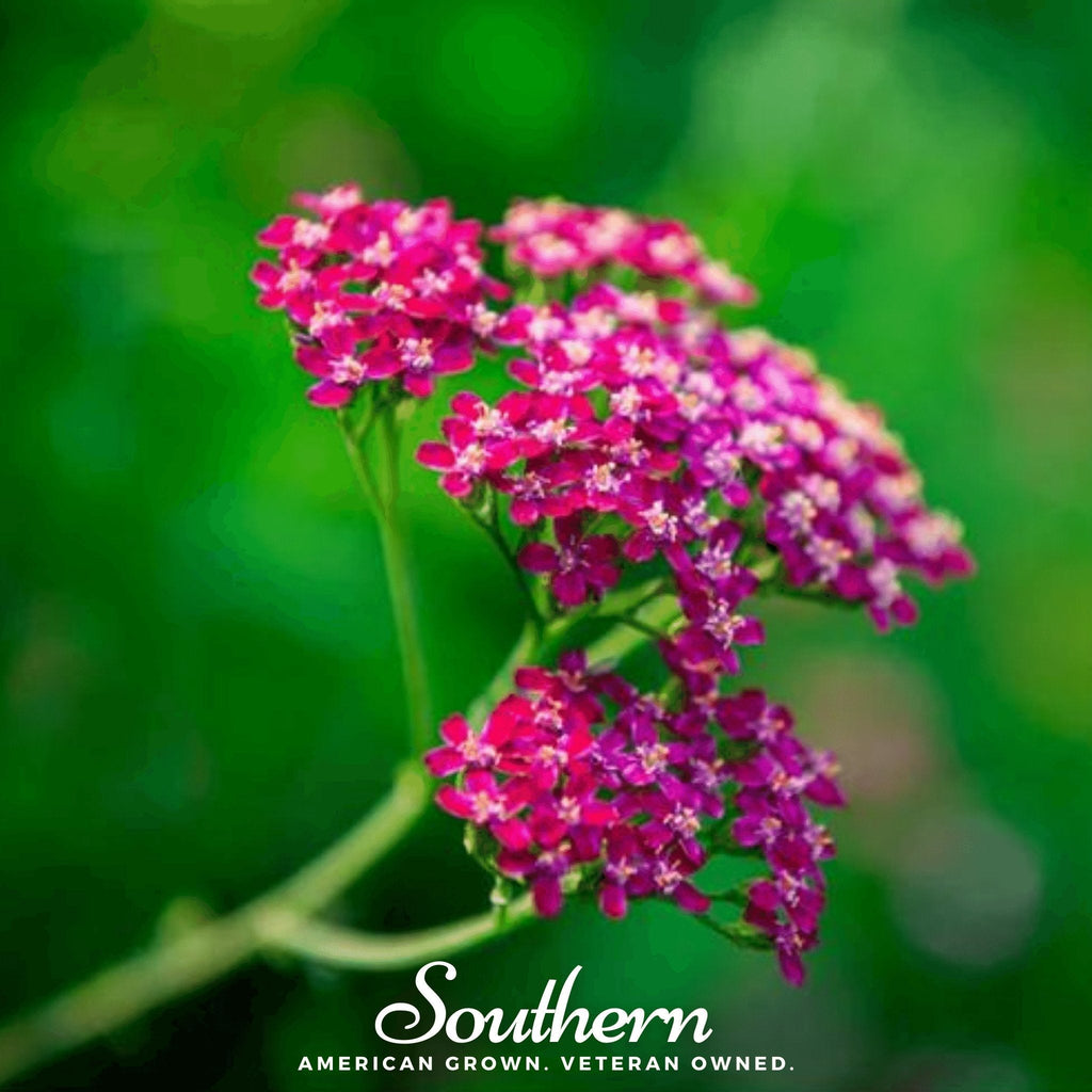 Cerise Queen Yarrow – 50 Seeds Southern Seeds