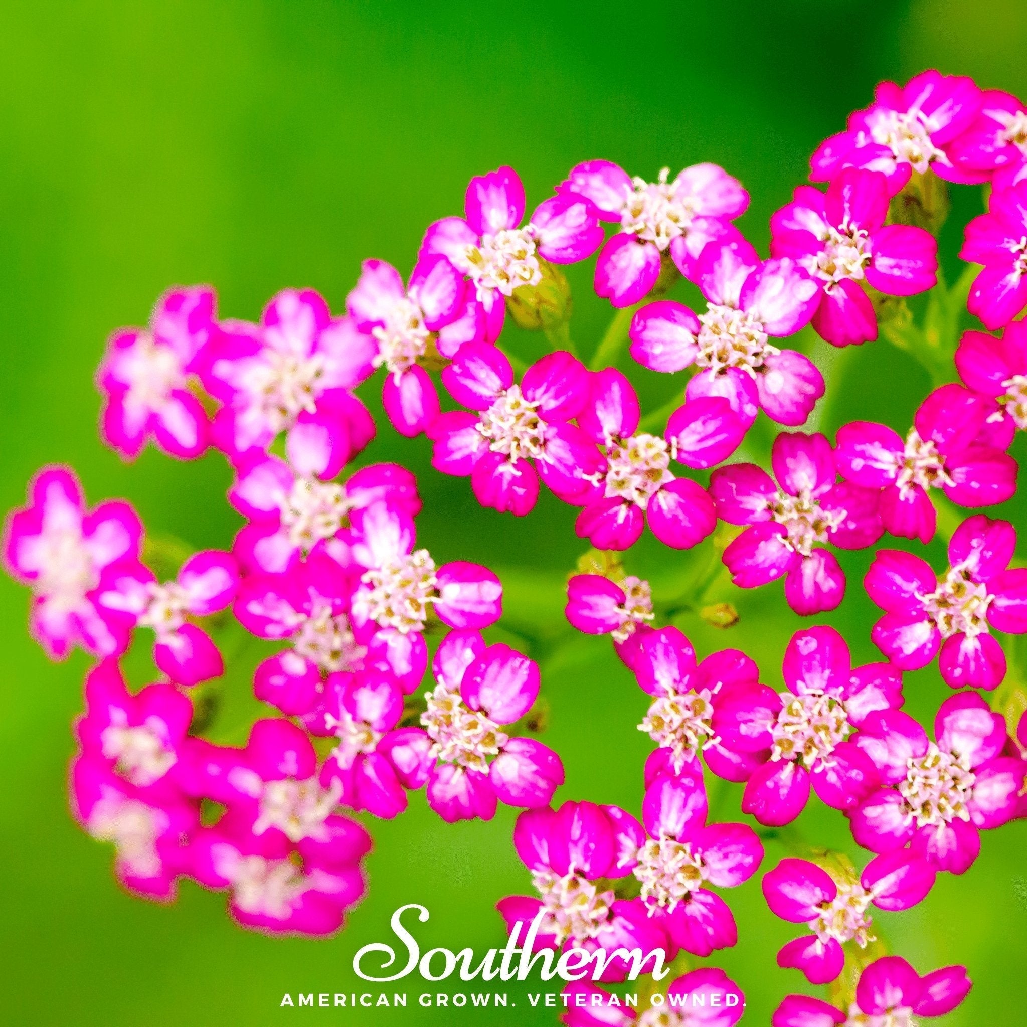 Cerise Queen Yarrow – 50 Seeds Southern Seeds