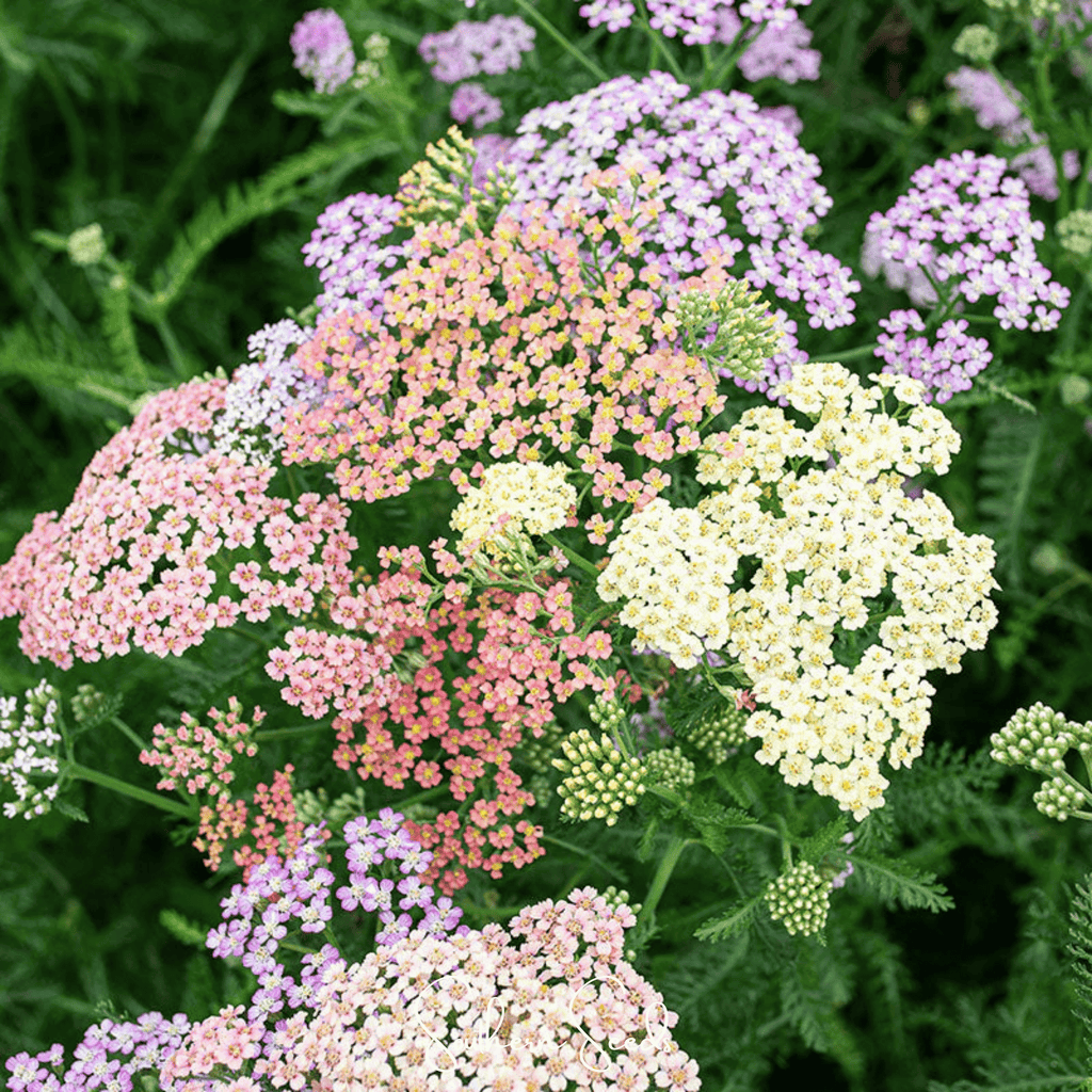 Colorado Yarrow Mix – 50 Seeds Southern Seeds