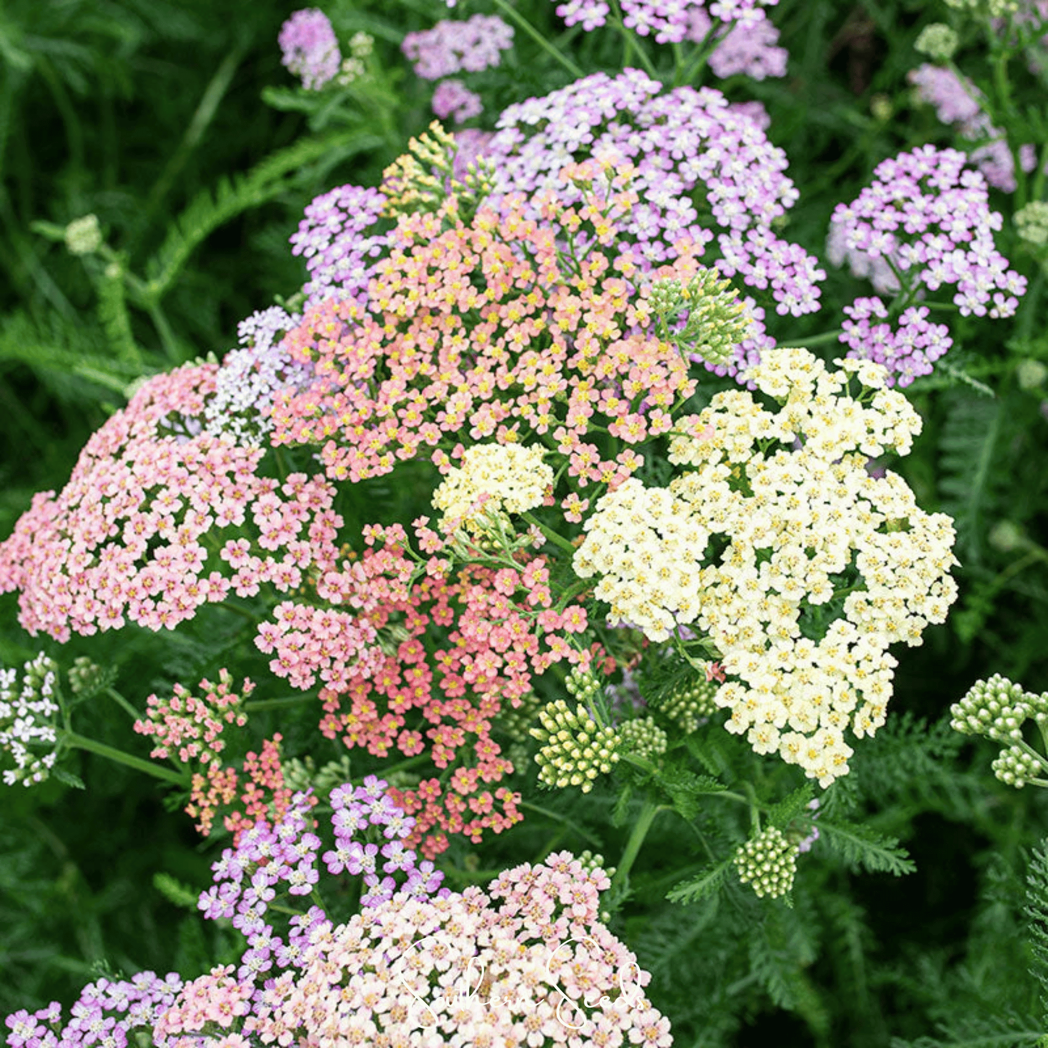 Colorado Yarrow Mix – 50 Seeds Southern Seeds