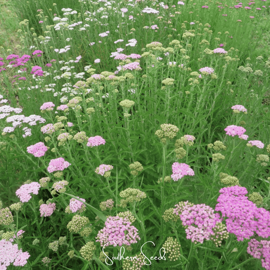 Colorado Yarrow Mix – 50 Seeds Southern Seeds