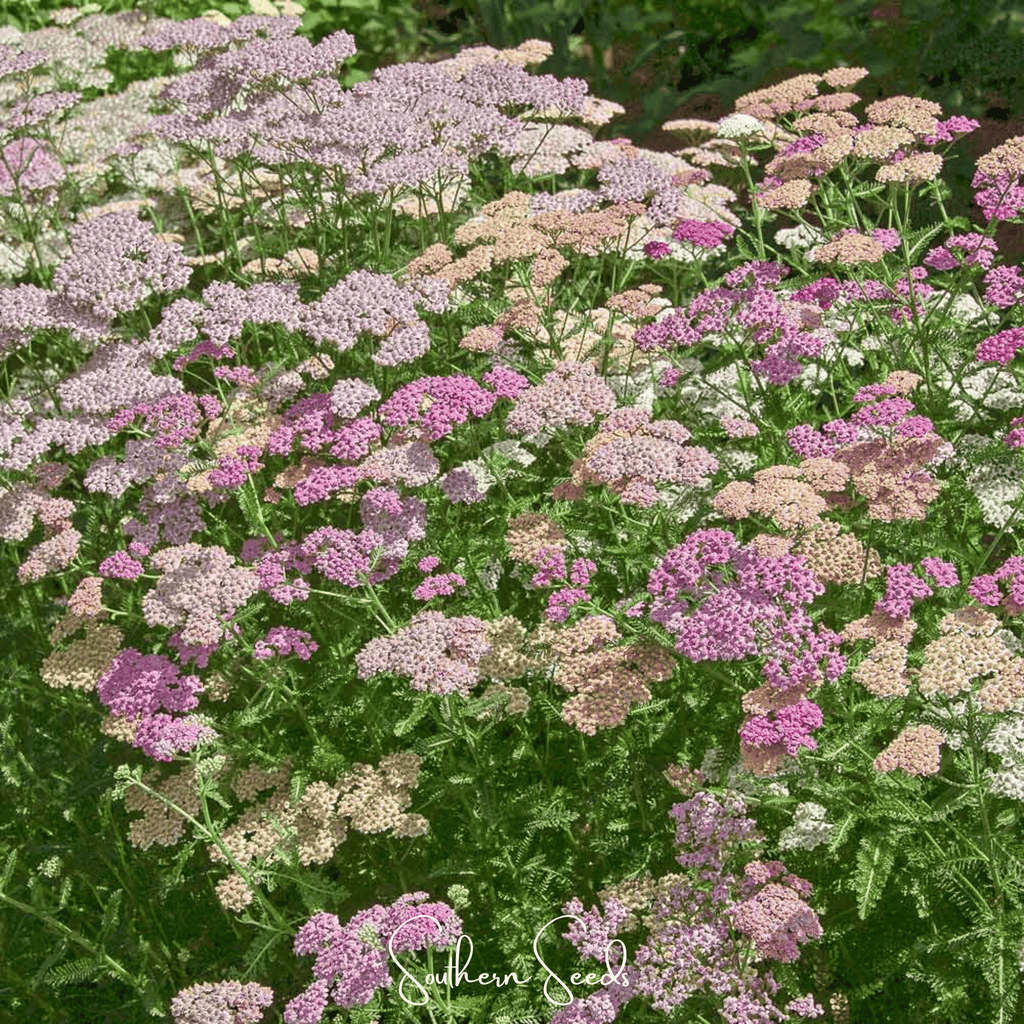 Colorado Yarrow Mix – 50 Seeds Southern Seeds