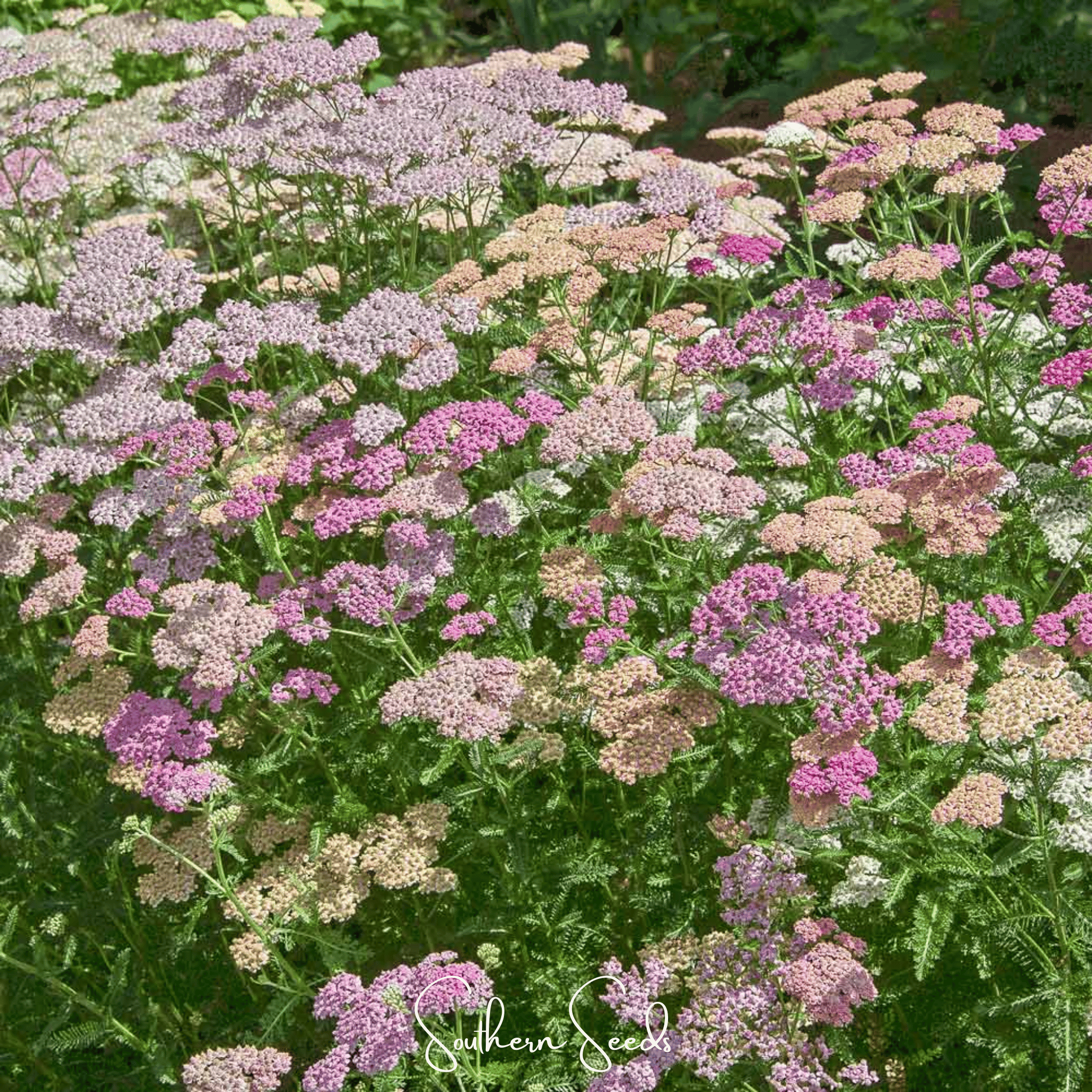 Colorado Yarrow Mix – 50 Seeds Southern Seeds
