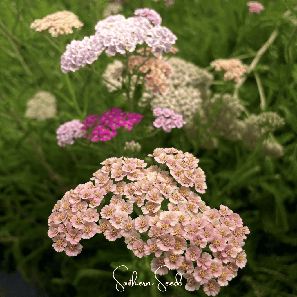 Colorado Yarrow Mix – 50 Seeds Southern Seeds
