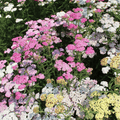Colorado Yarrow Mix – 50 Seeds Southern Seeds
