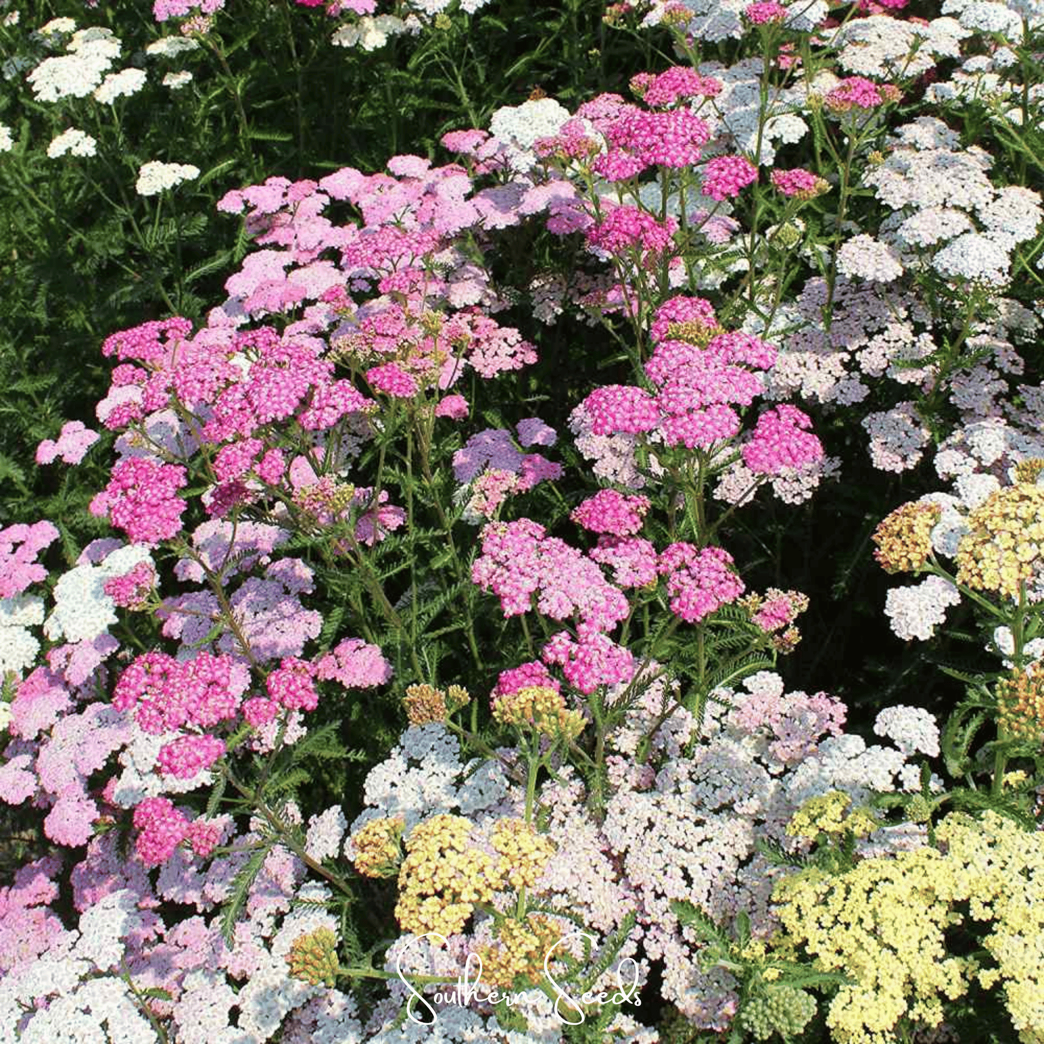 Colorado Yarrow Mix – 50 Seeds Southern Seeds