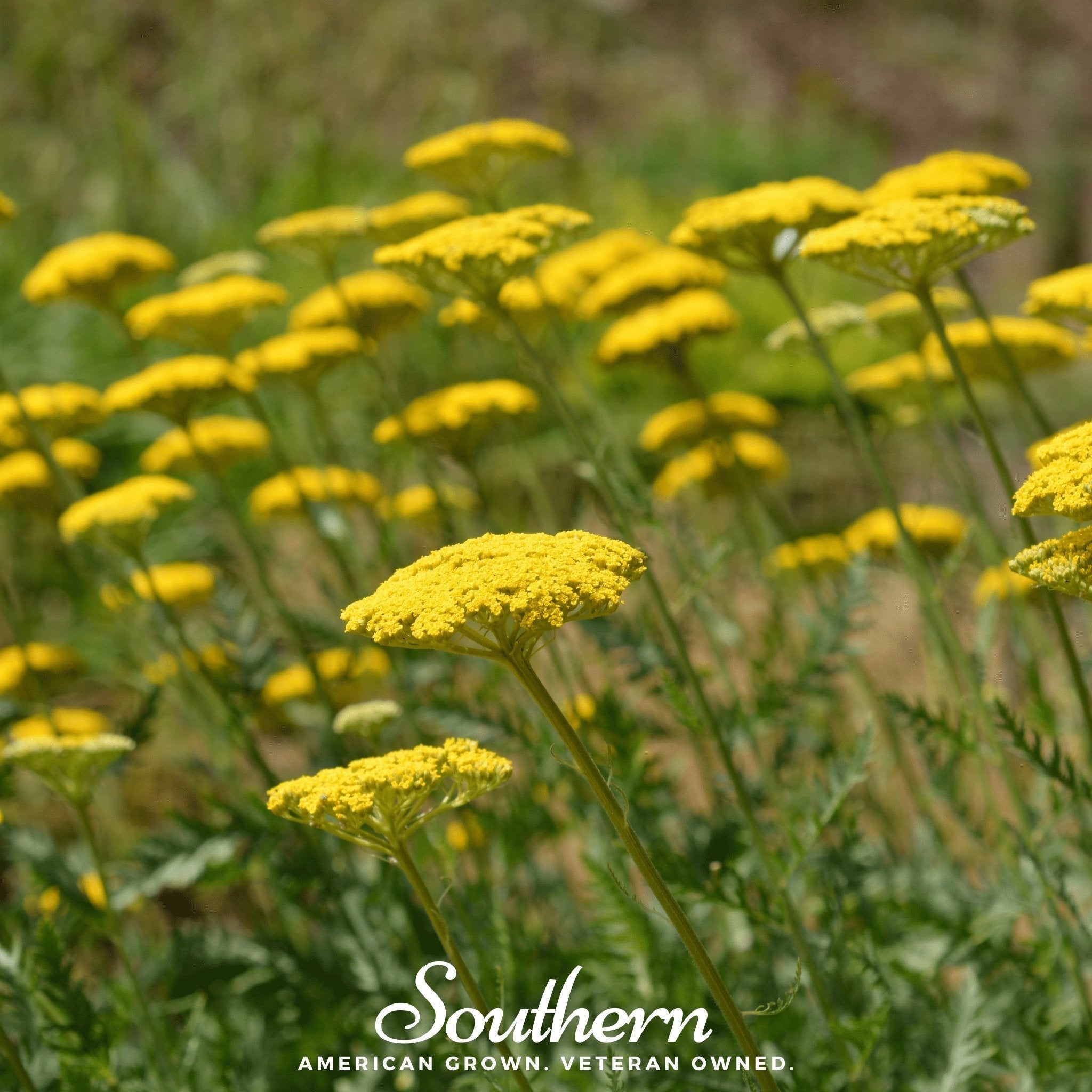 Golden Parker Yarrow – 100 Seeds Southern Seeds